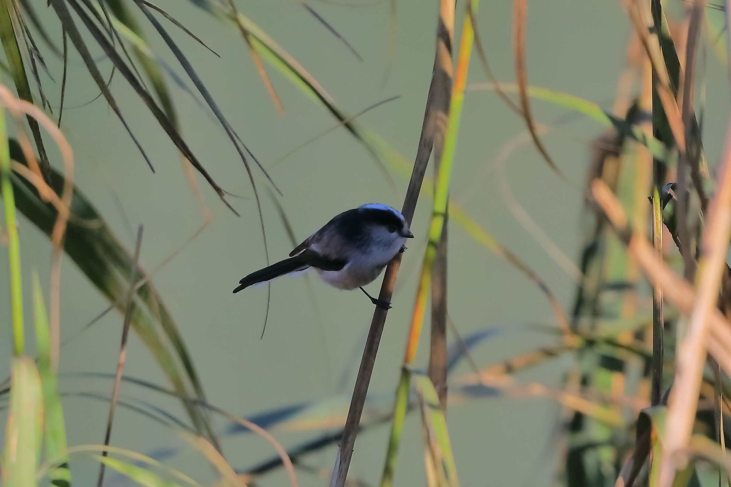 Codibugnolo 27-10-2023