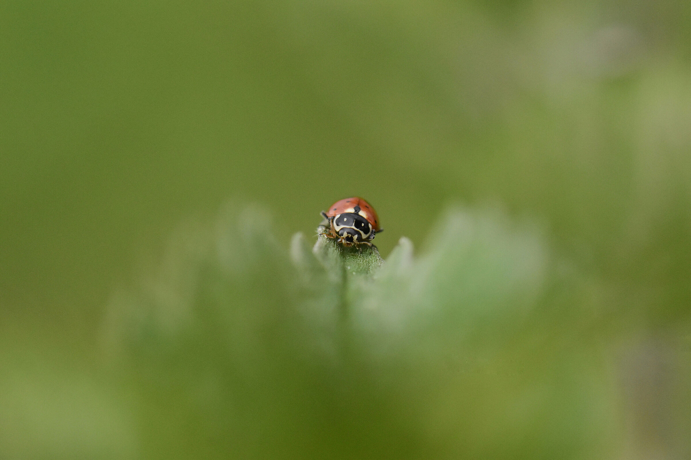 Red ladybug
