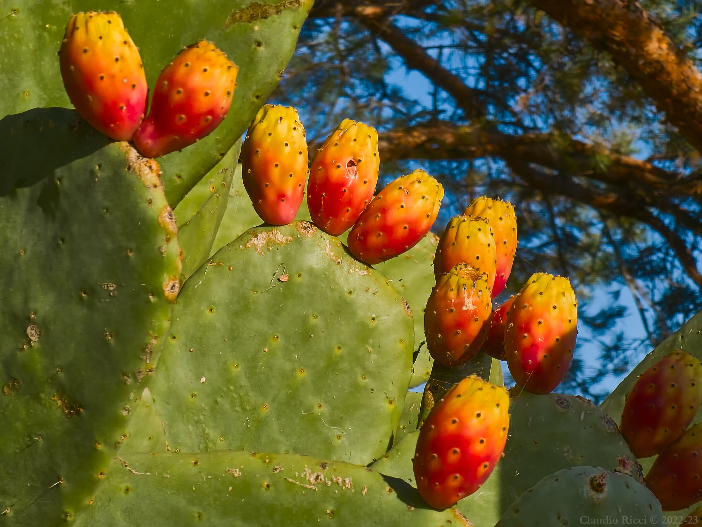 Opuntia Ficus Indica