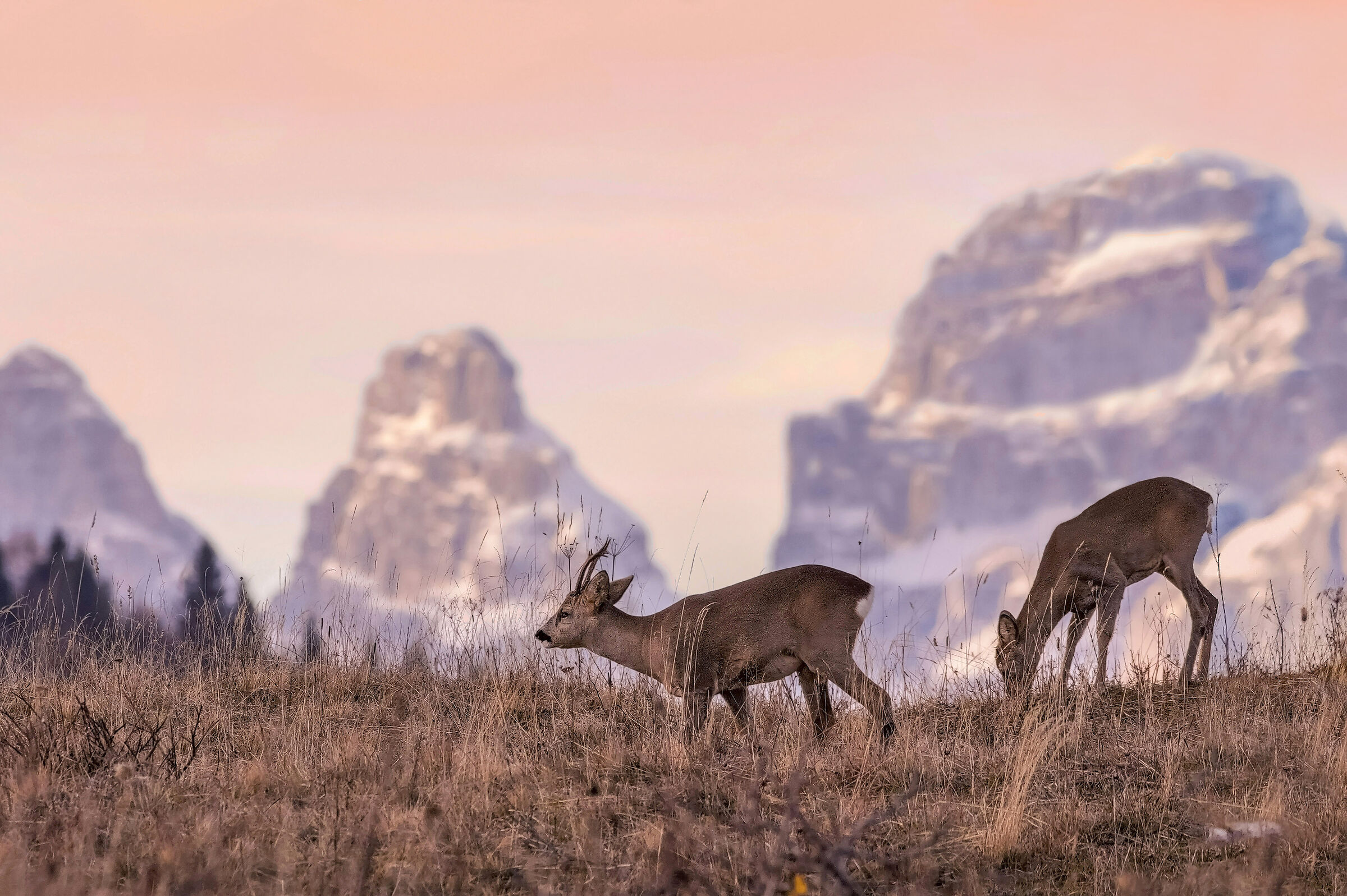 Return to the balcony overlooking the Brenta Dolomites