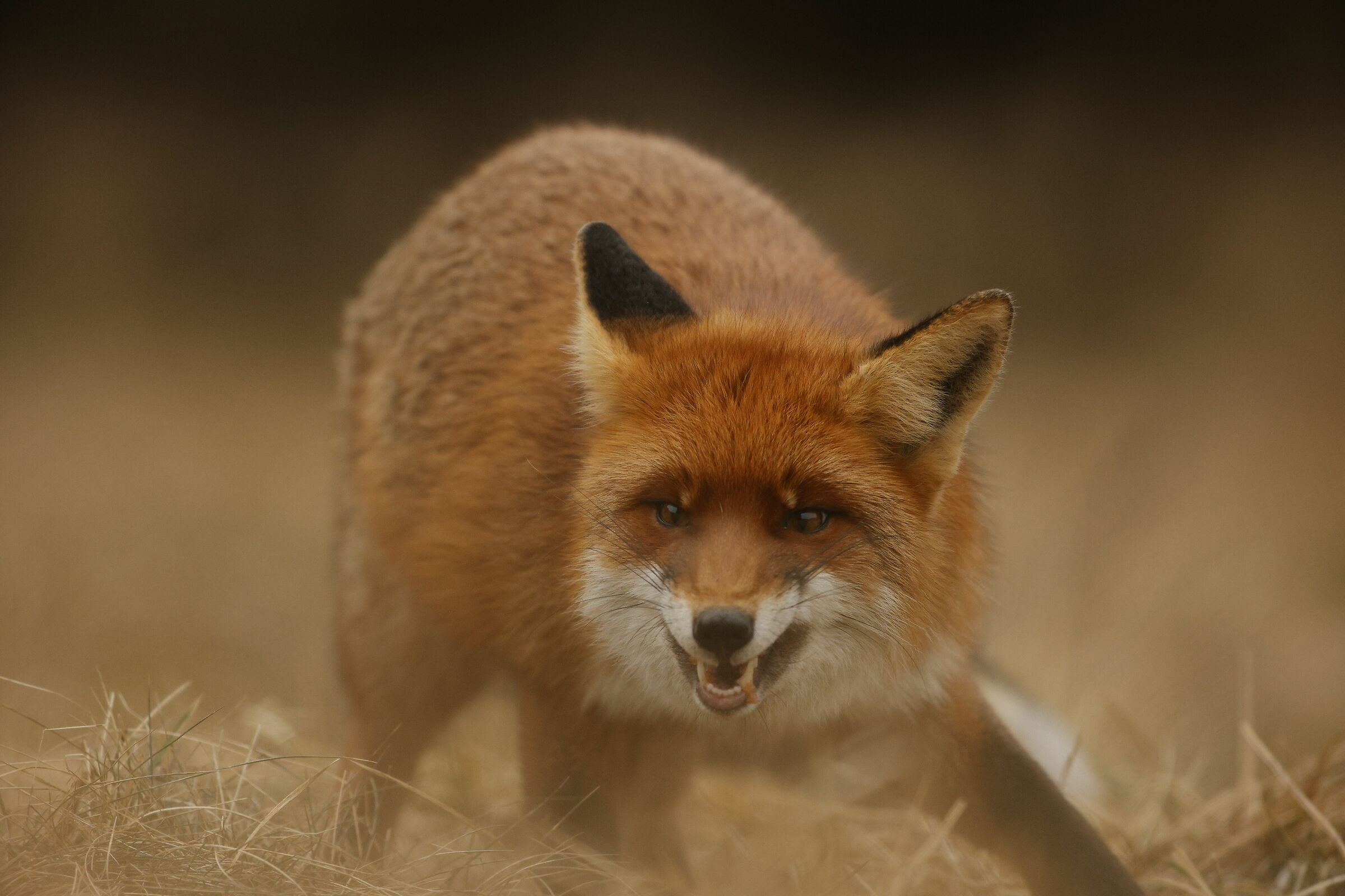 Angry Fox