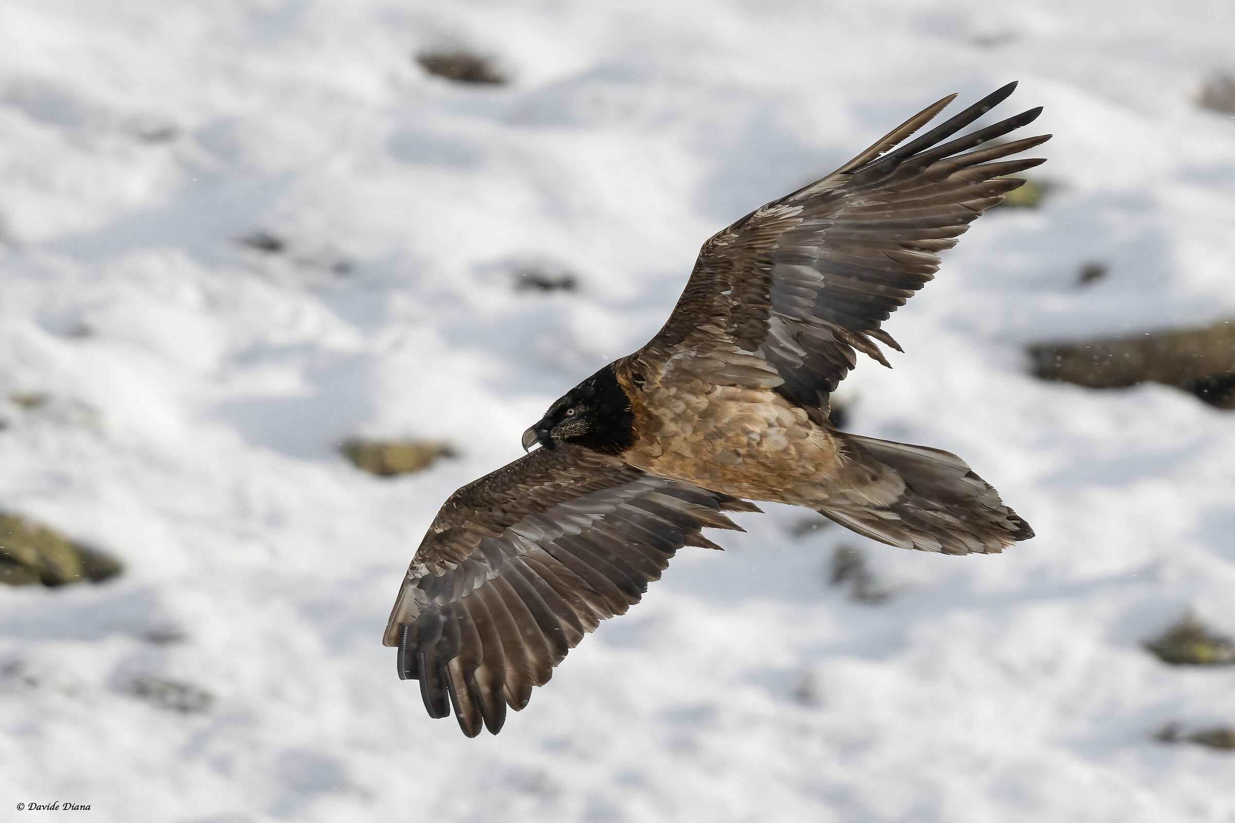 Gypaetus barbatus