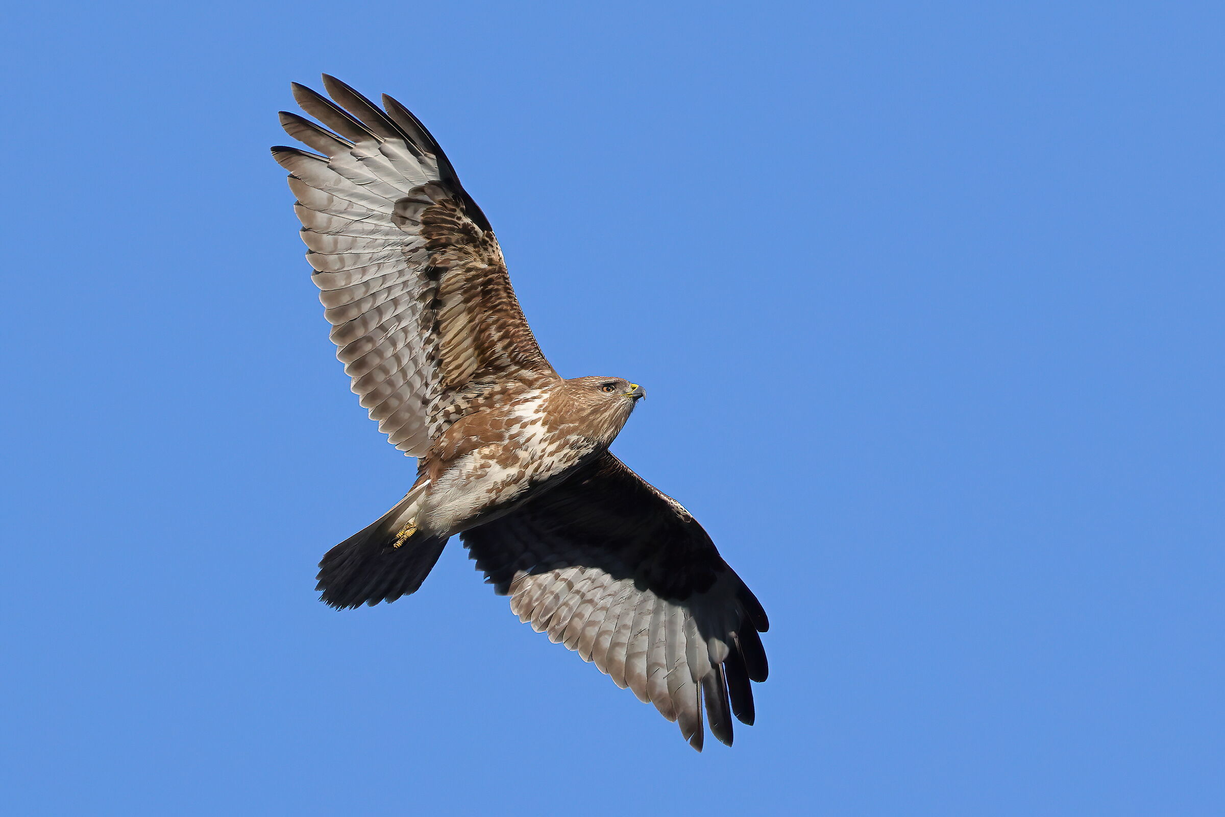 Buzzard