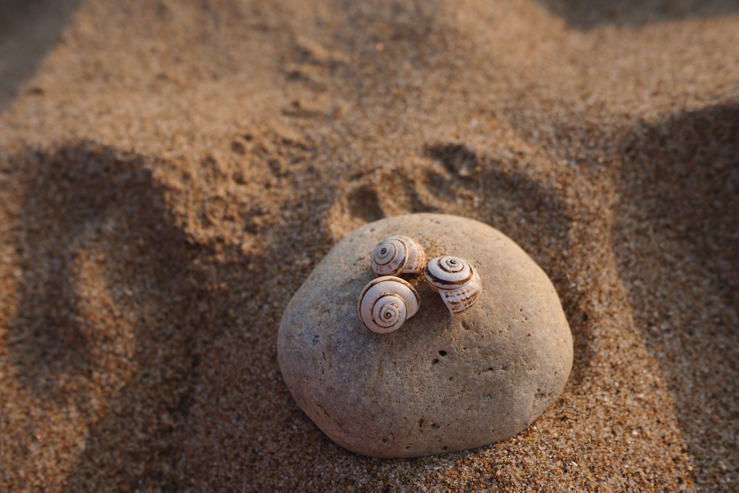 Ricordi della spiaggia