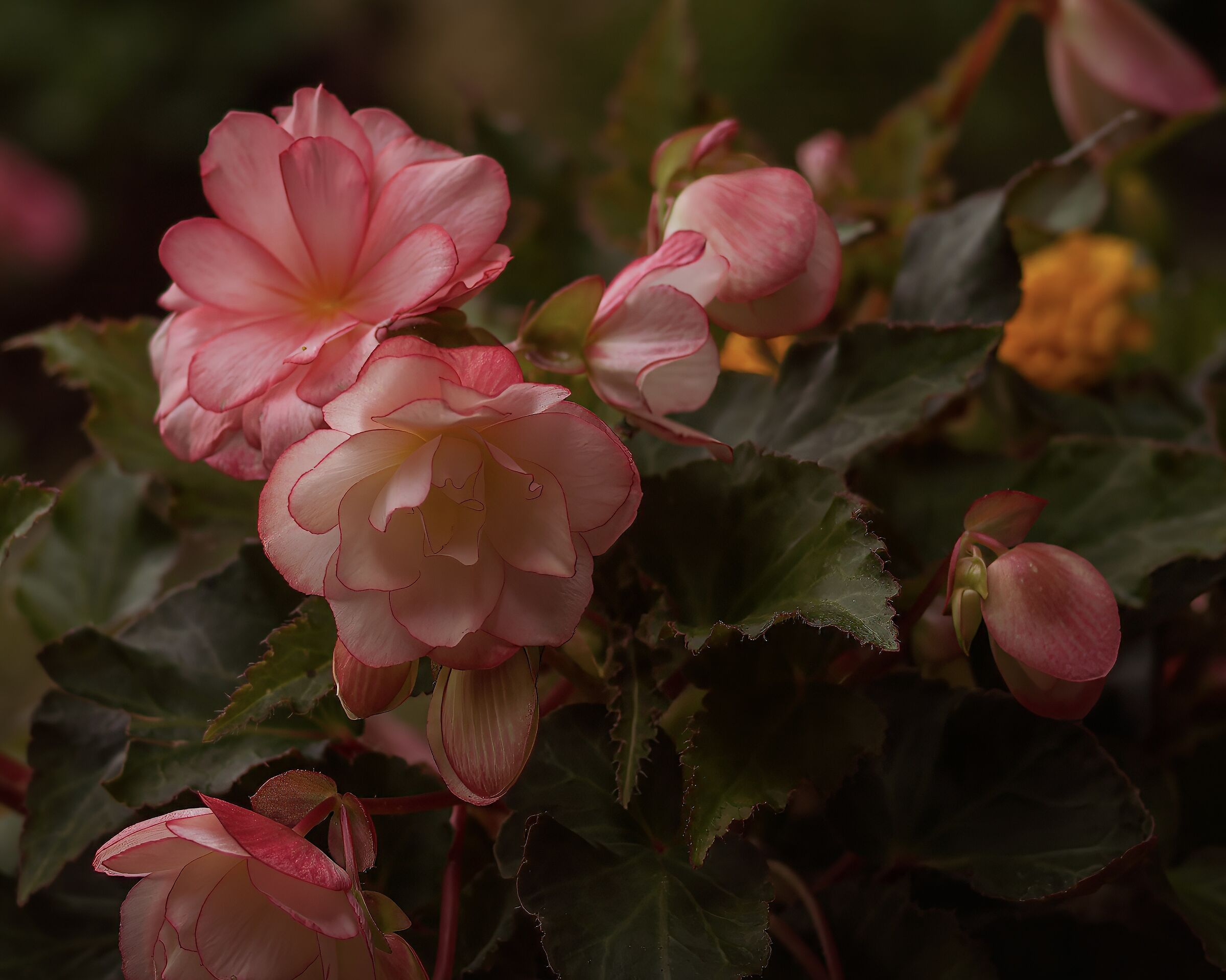 Fiorellini nel giardino