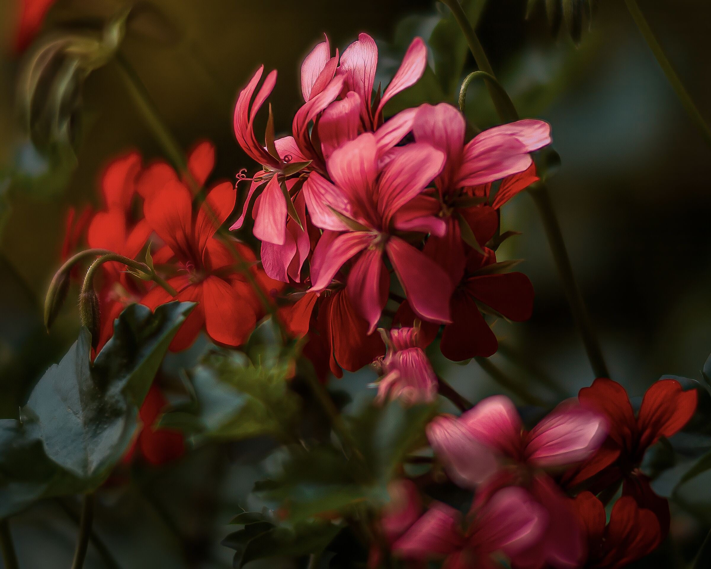 Fiorellini nel giardino