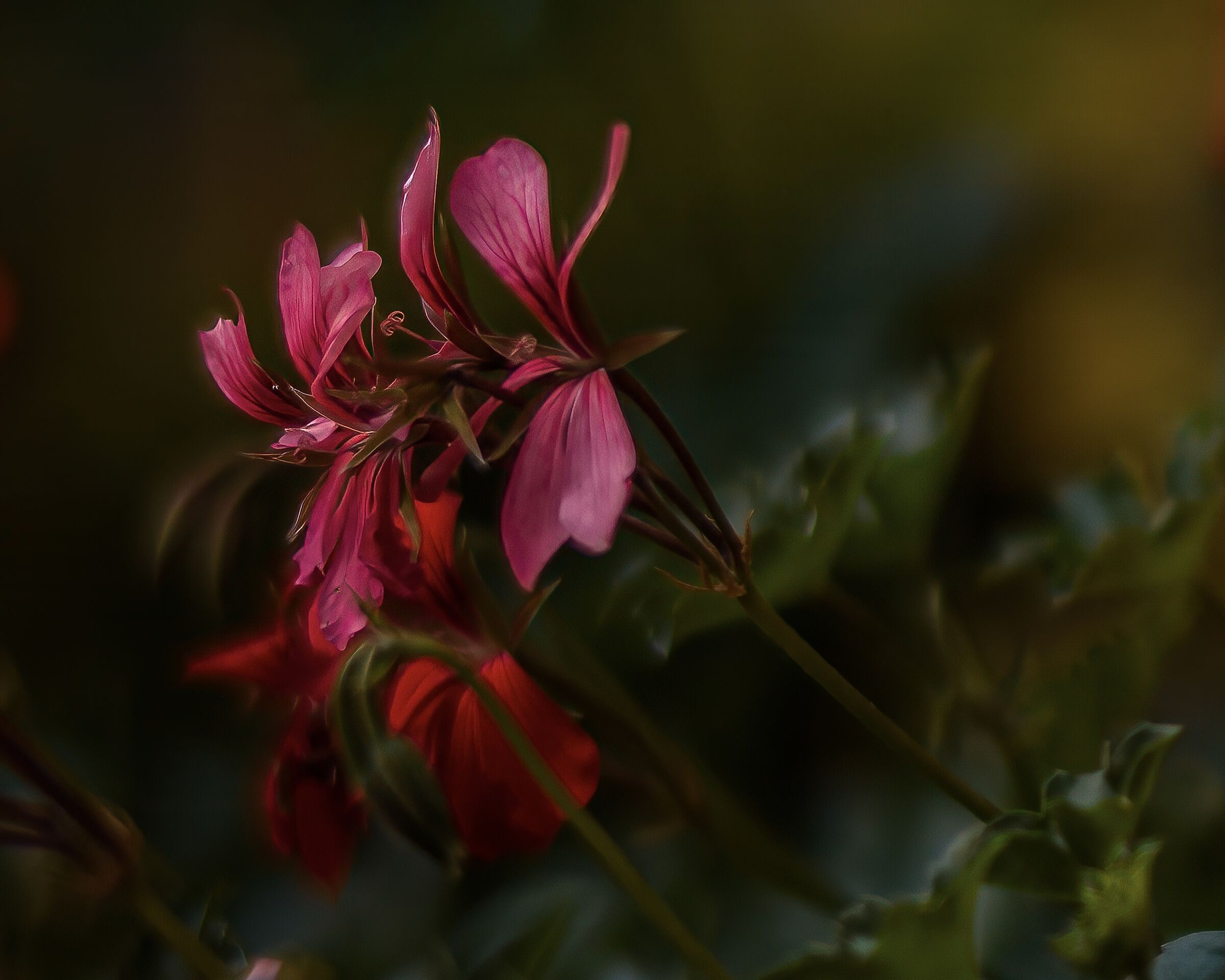 Fiorellini nel giardino