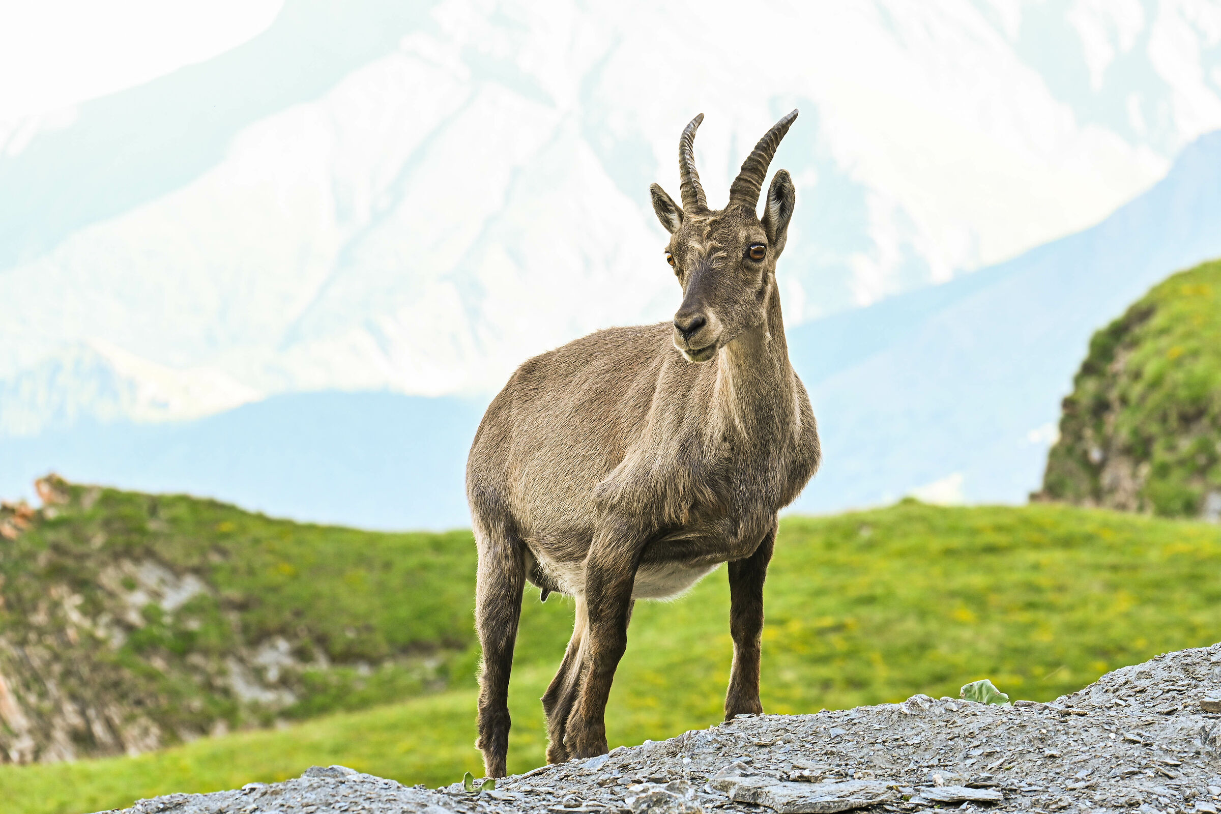 Ritratto di uno stambecco