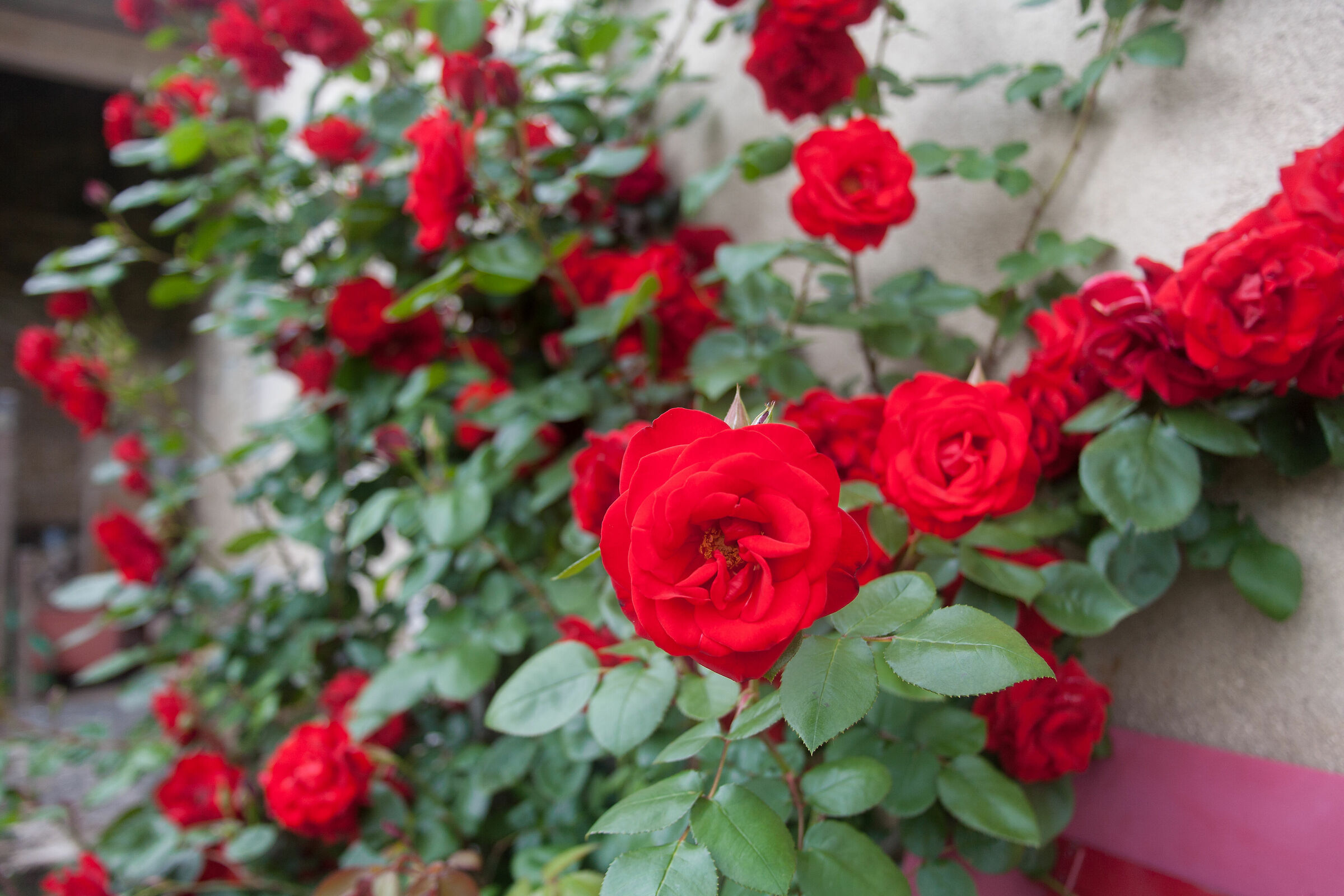 roses
