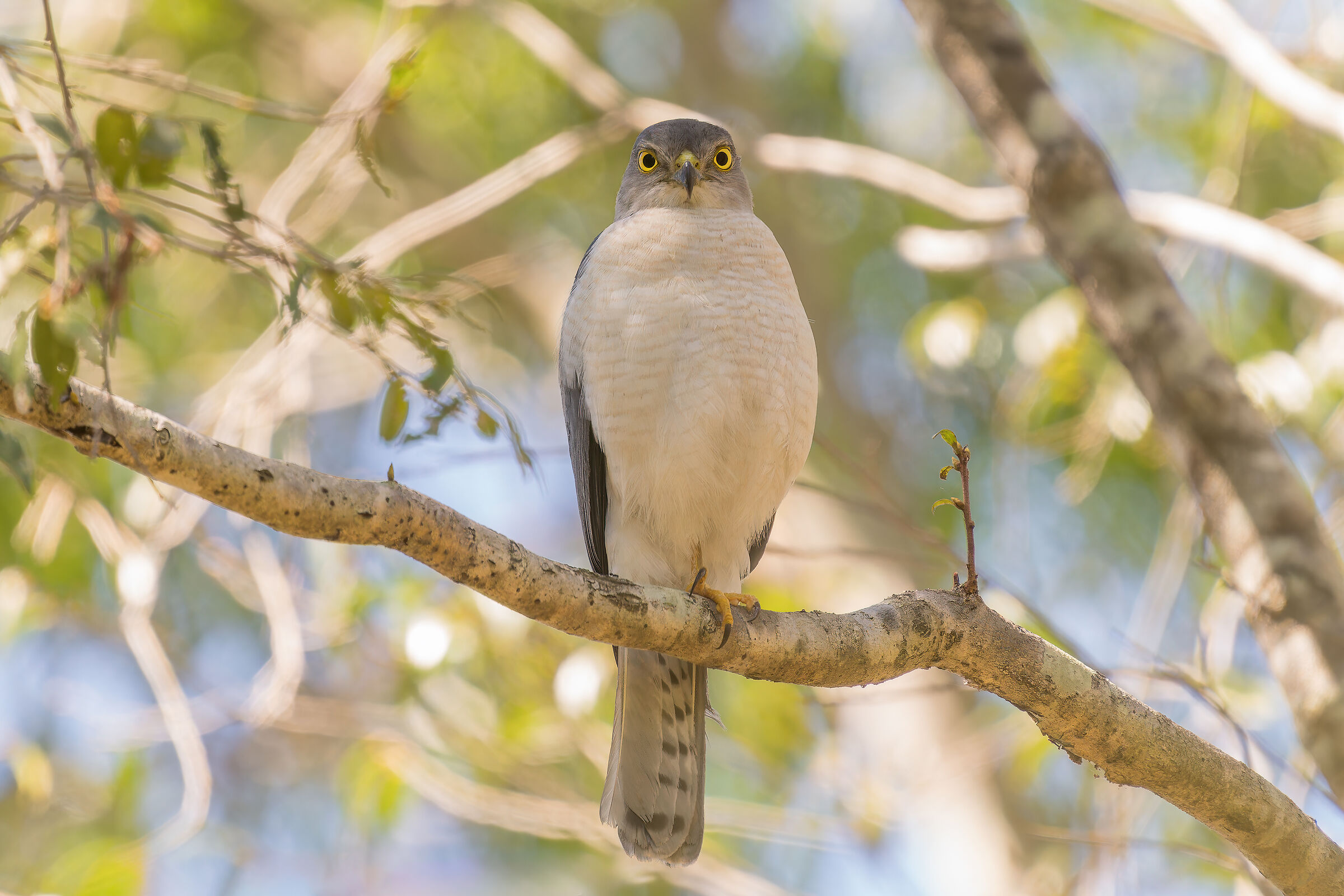 Sparviere di Frances
