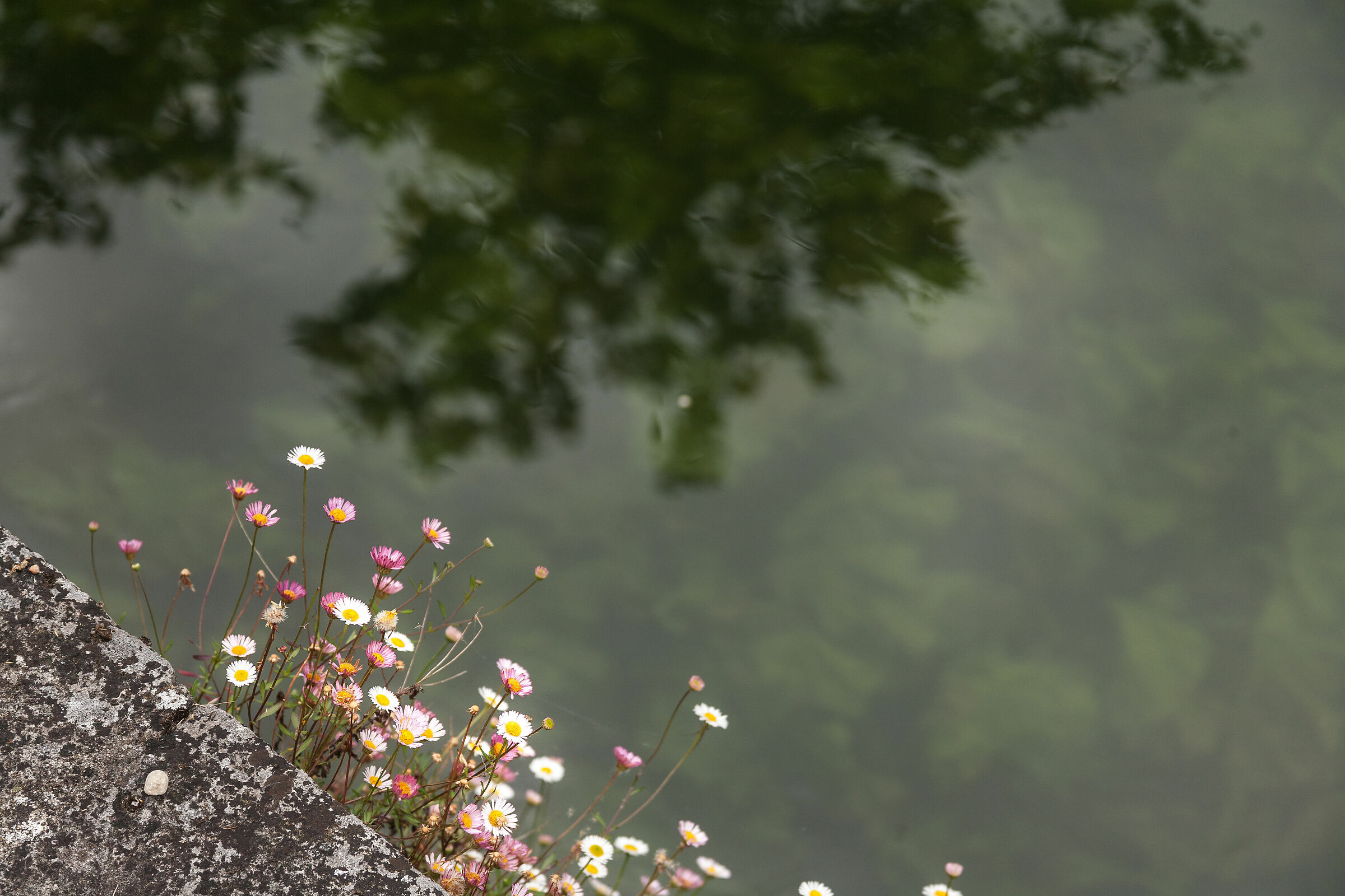 Fluvial flowers
