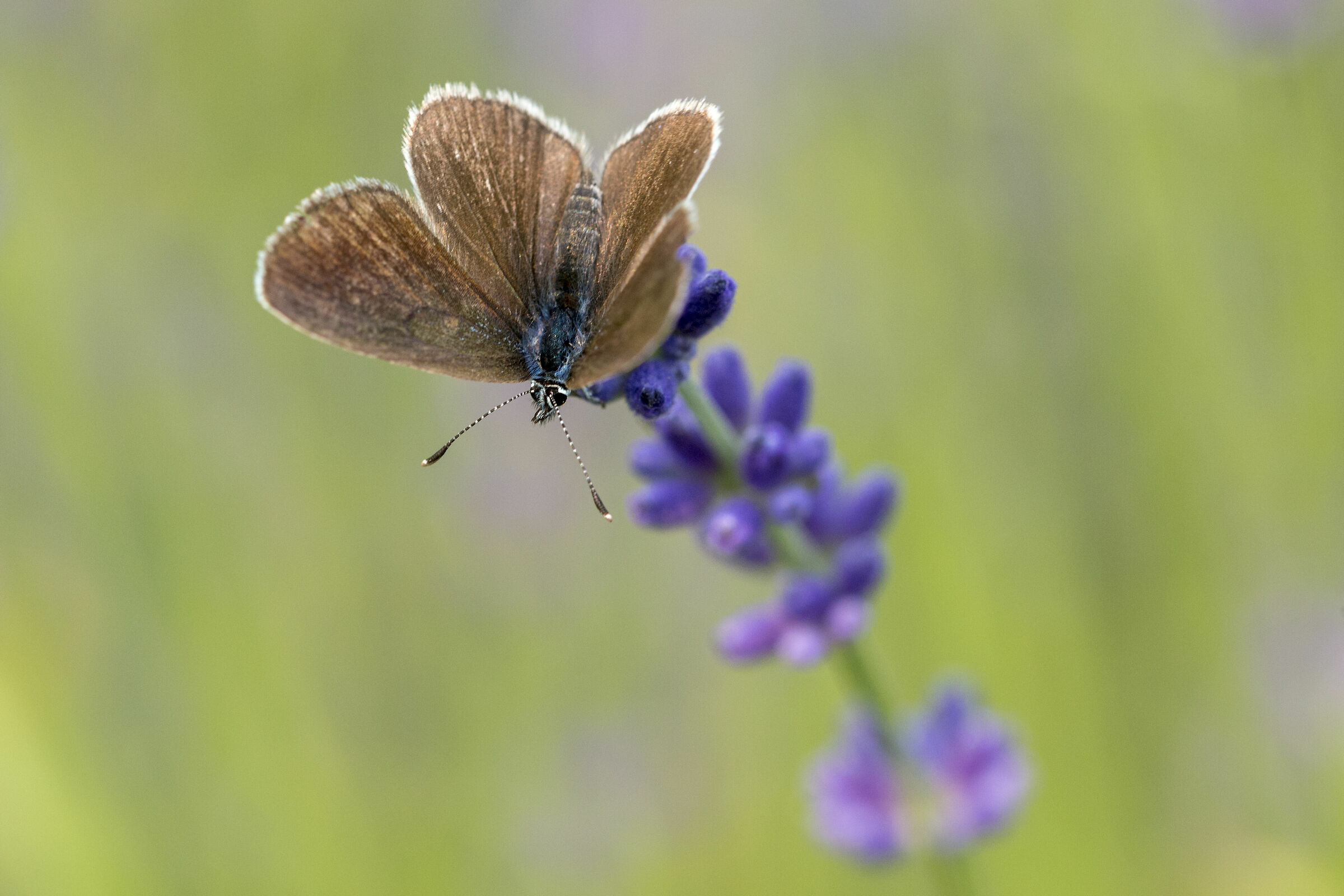 The butterfly on lavender