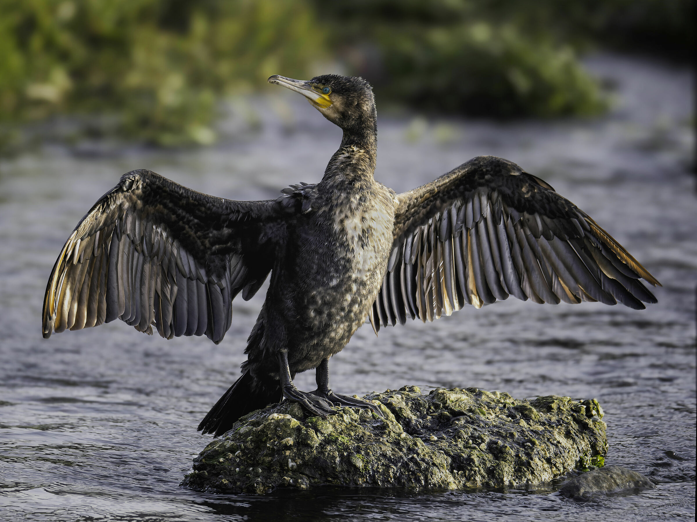 Cormorano