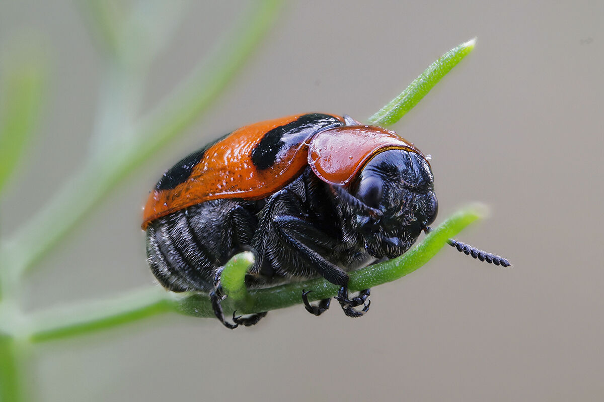 Coptocephala scopolina