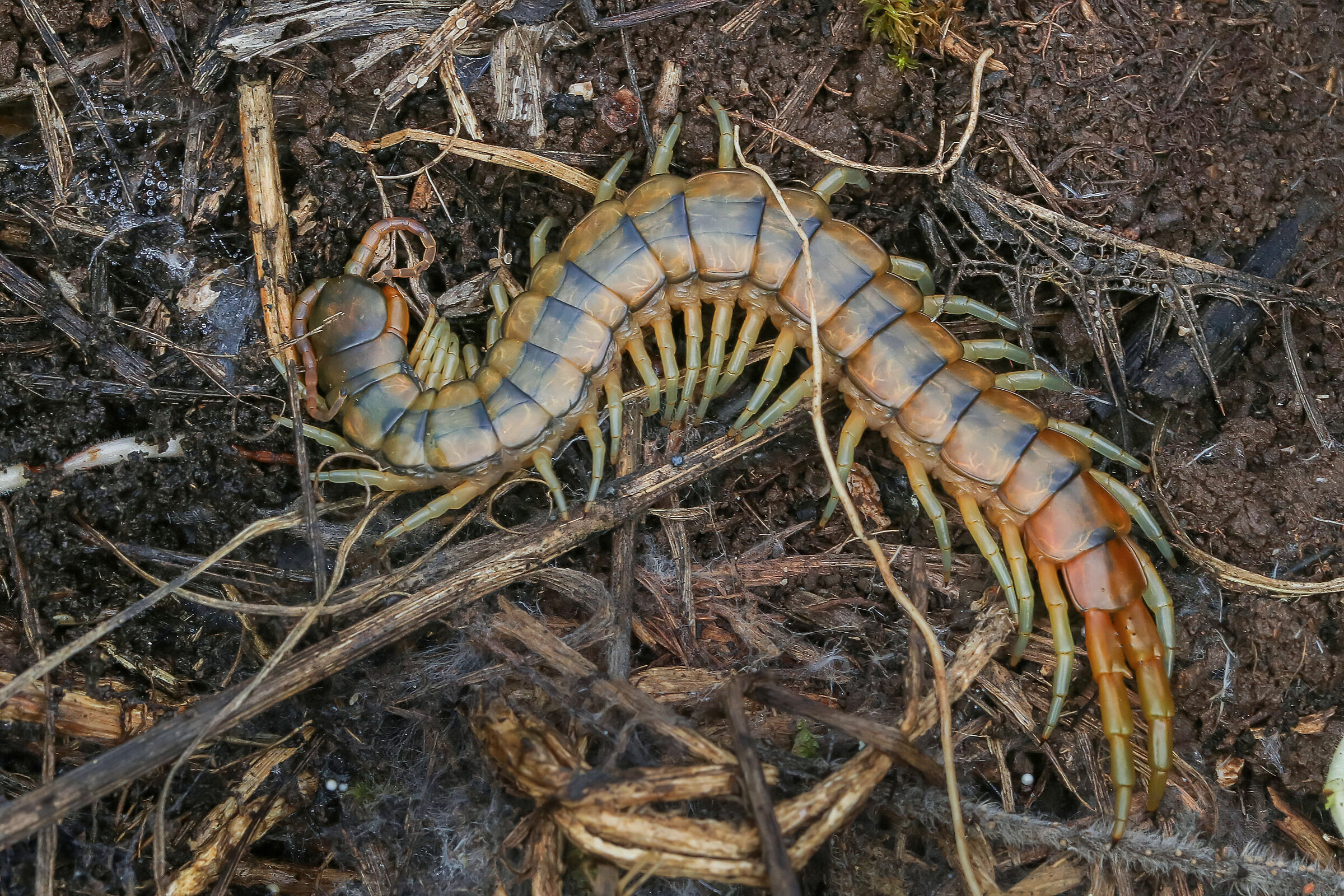 Scolopendra cingulata