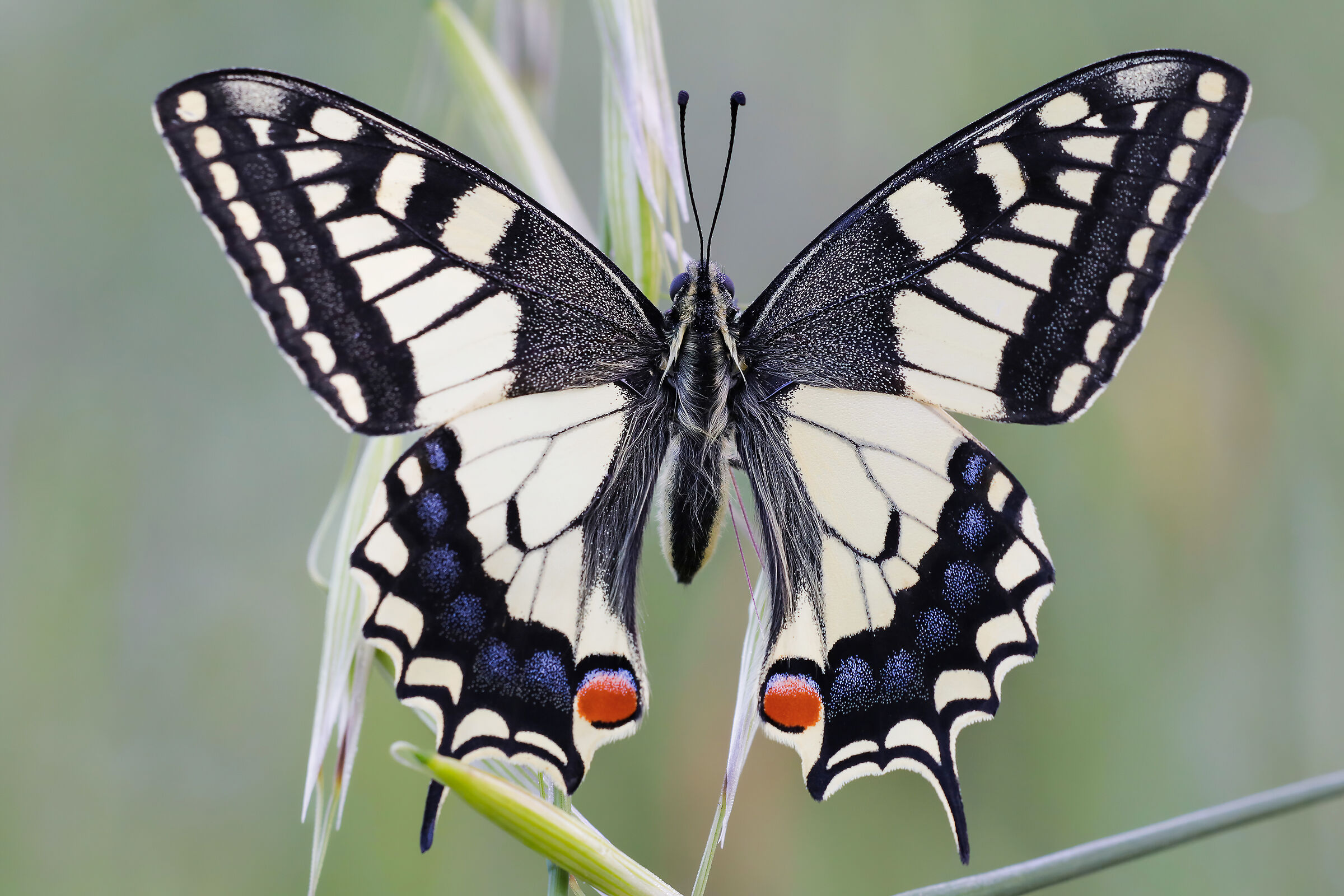 Swallowtail