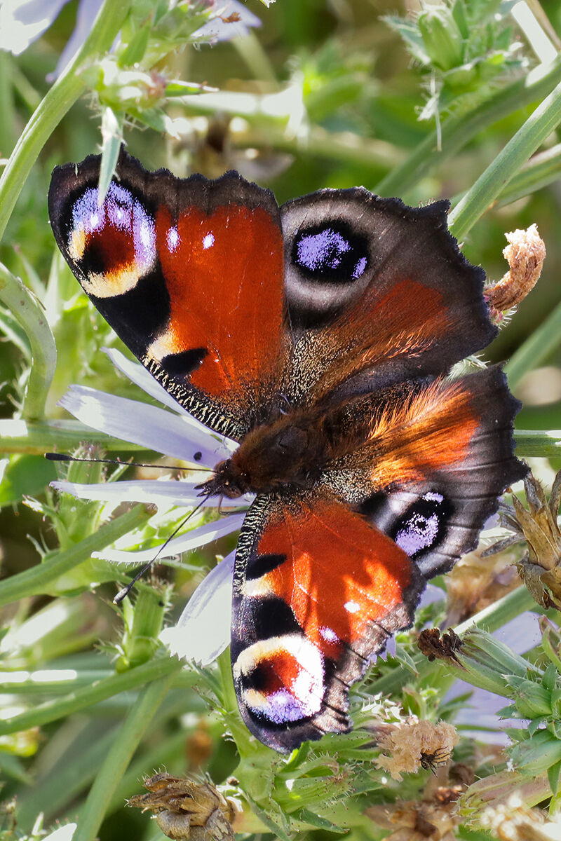Aglais io (Peacock's Eye)