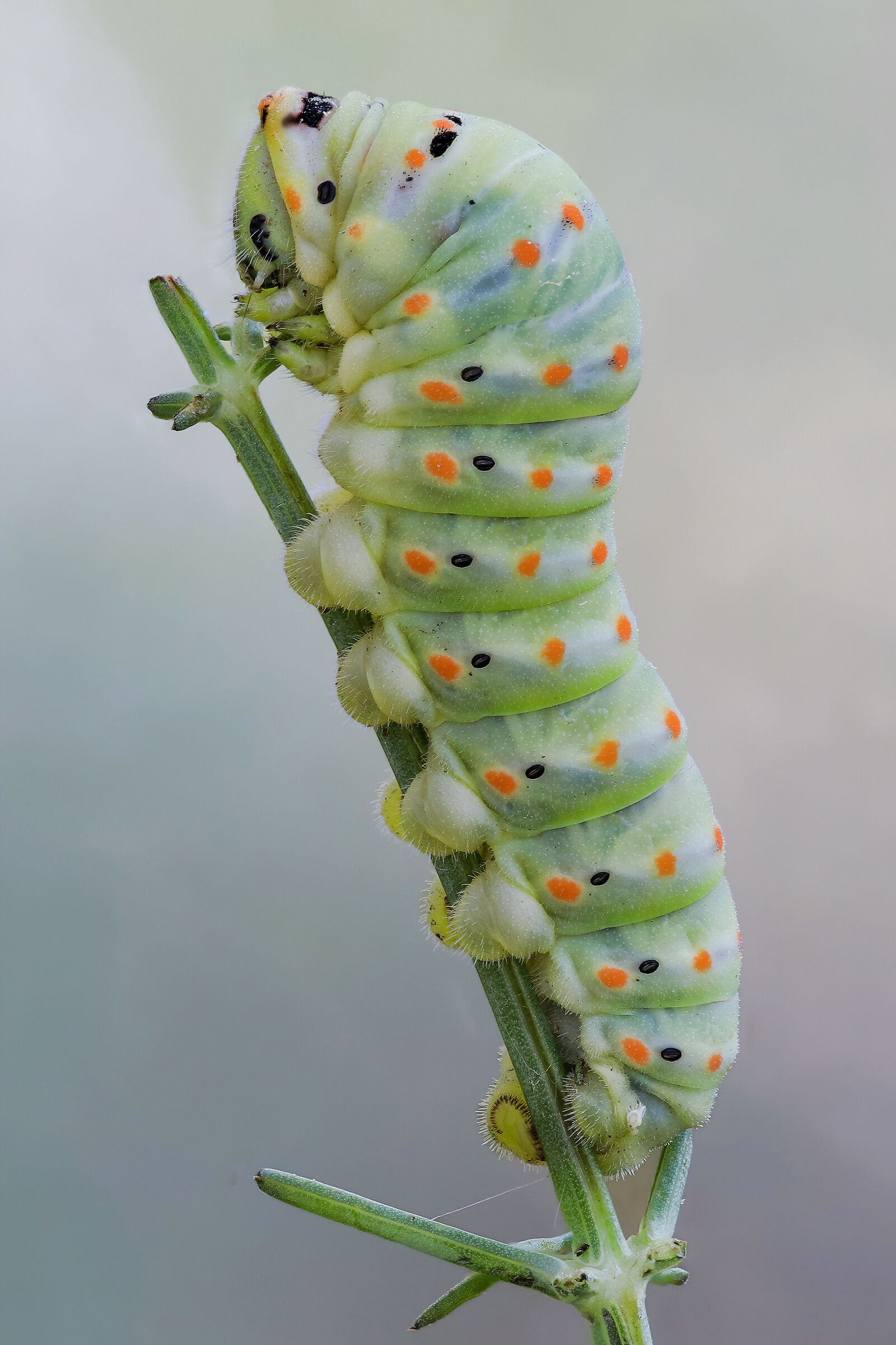 Macaon Caterpillar