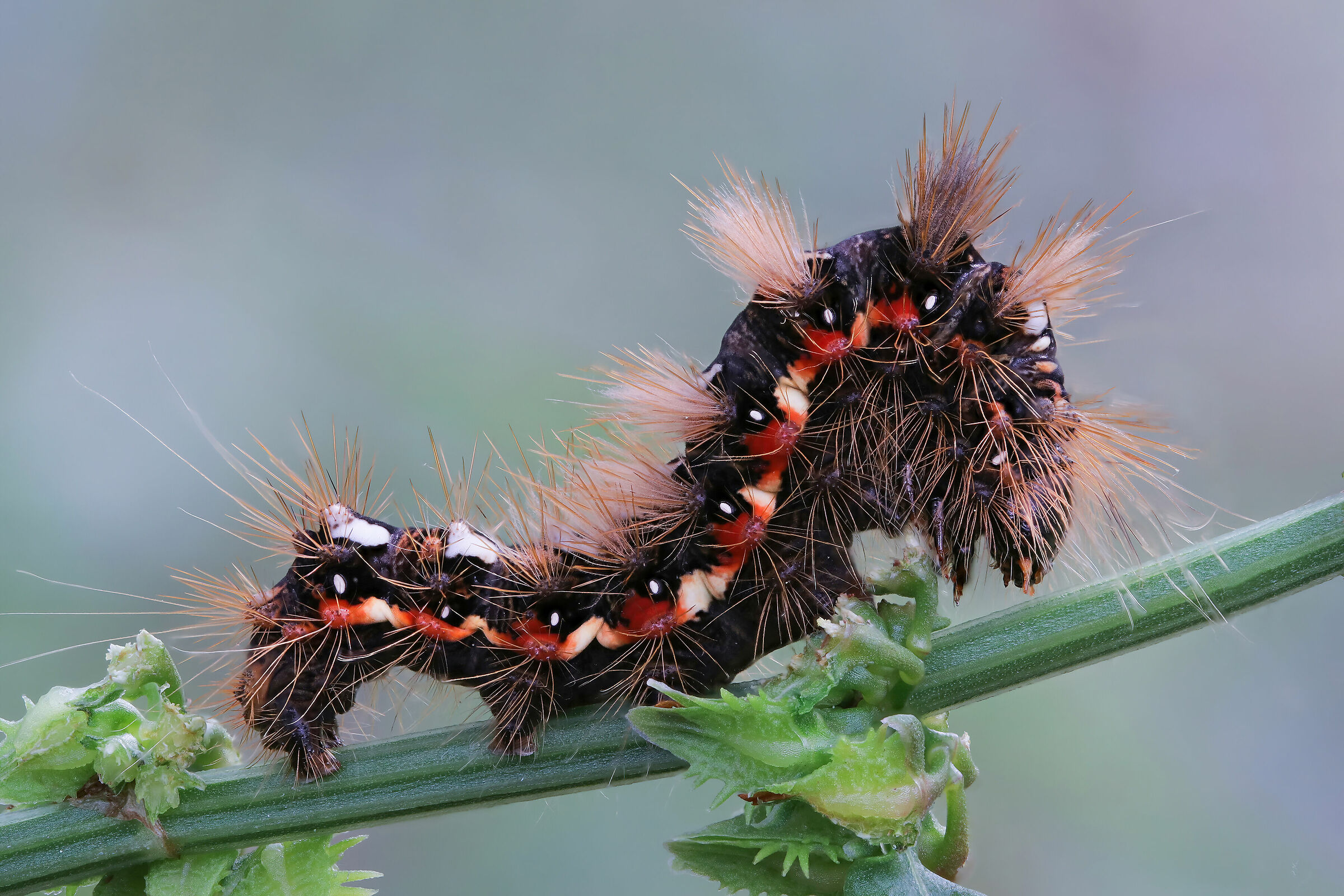Caterpillar of Acronicta rumicis