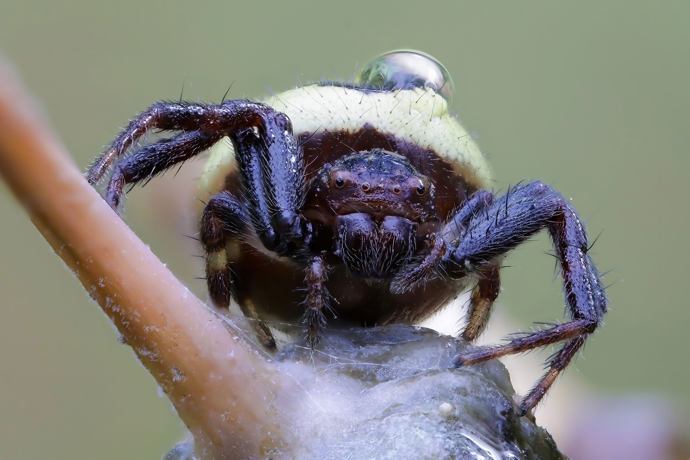 Synema globosum (Napoleon spider)