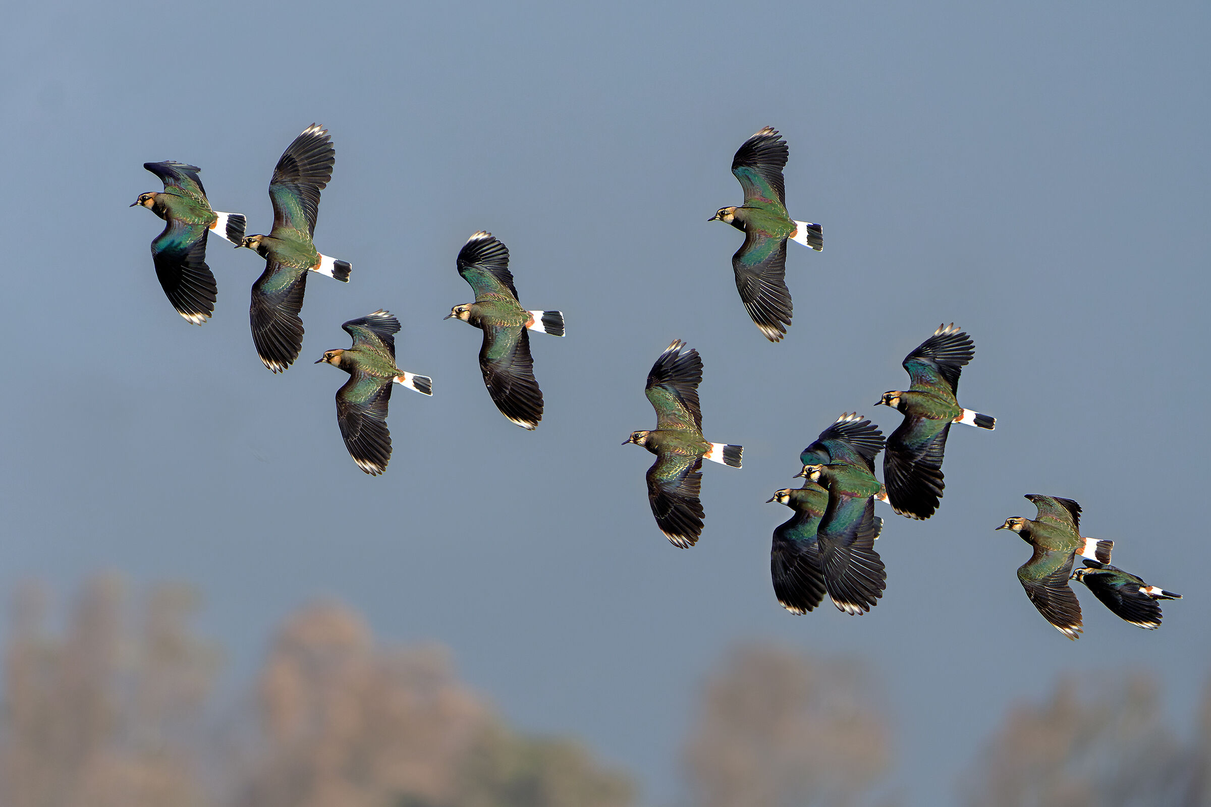 La magia delle pavoncelle