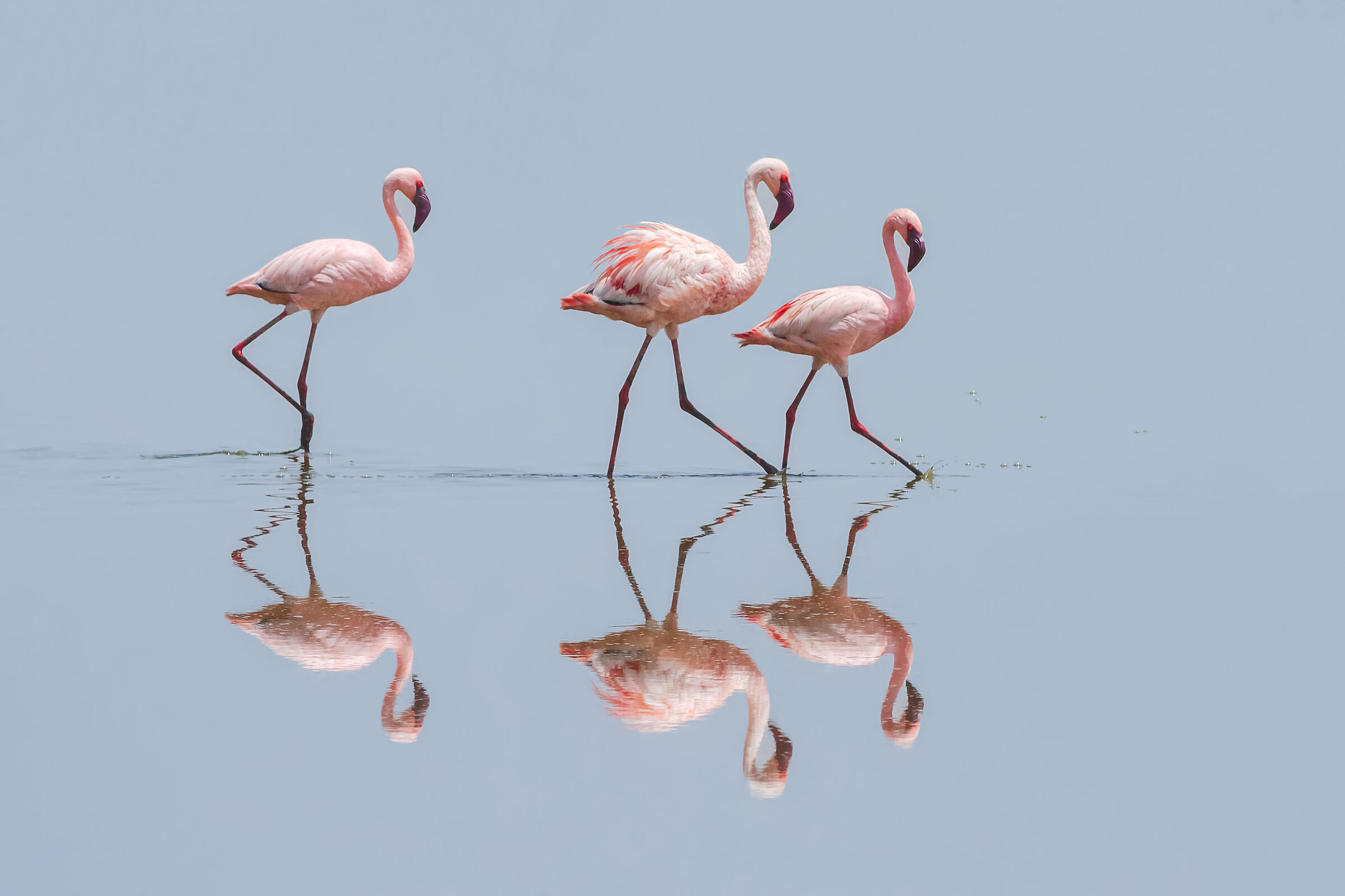Fenicotteri allo specchio