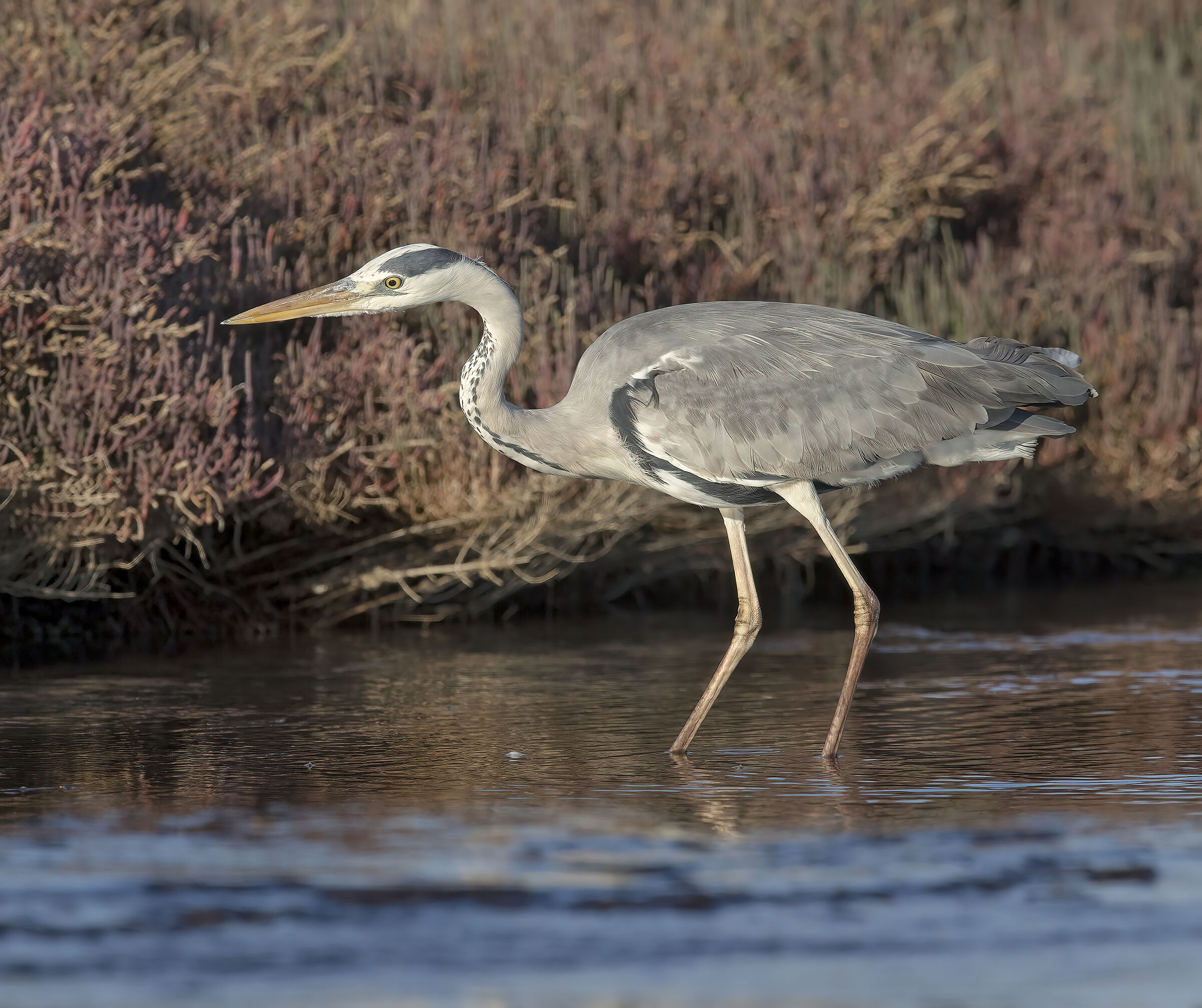 Grey heron (Ardea cinerea)