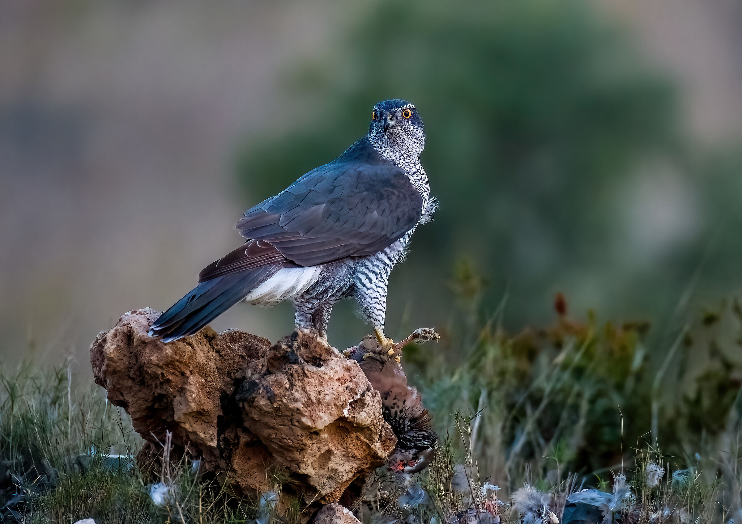 Goshawk with partridge