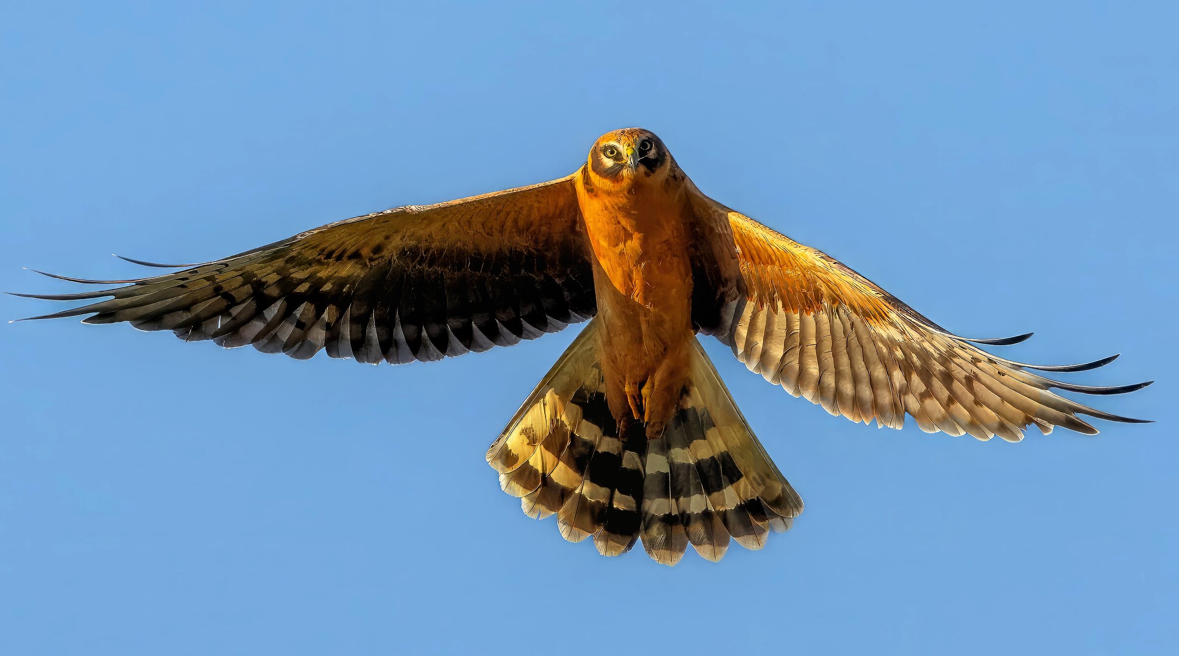 Albanella pallida (Circus macrourus)