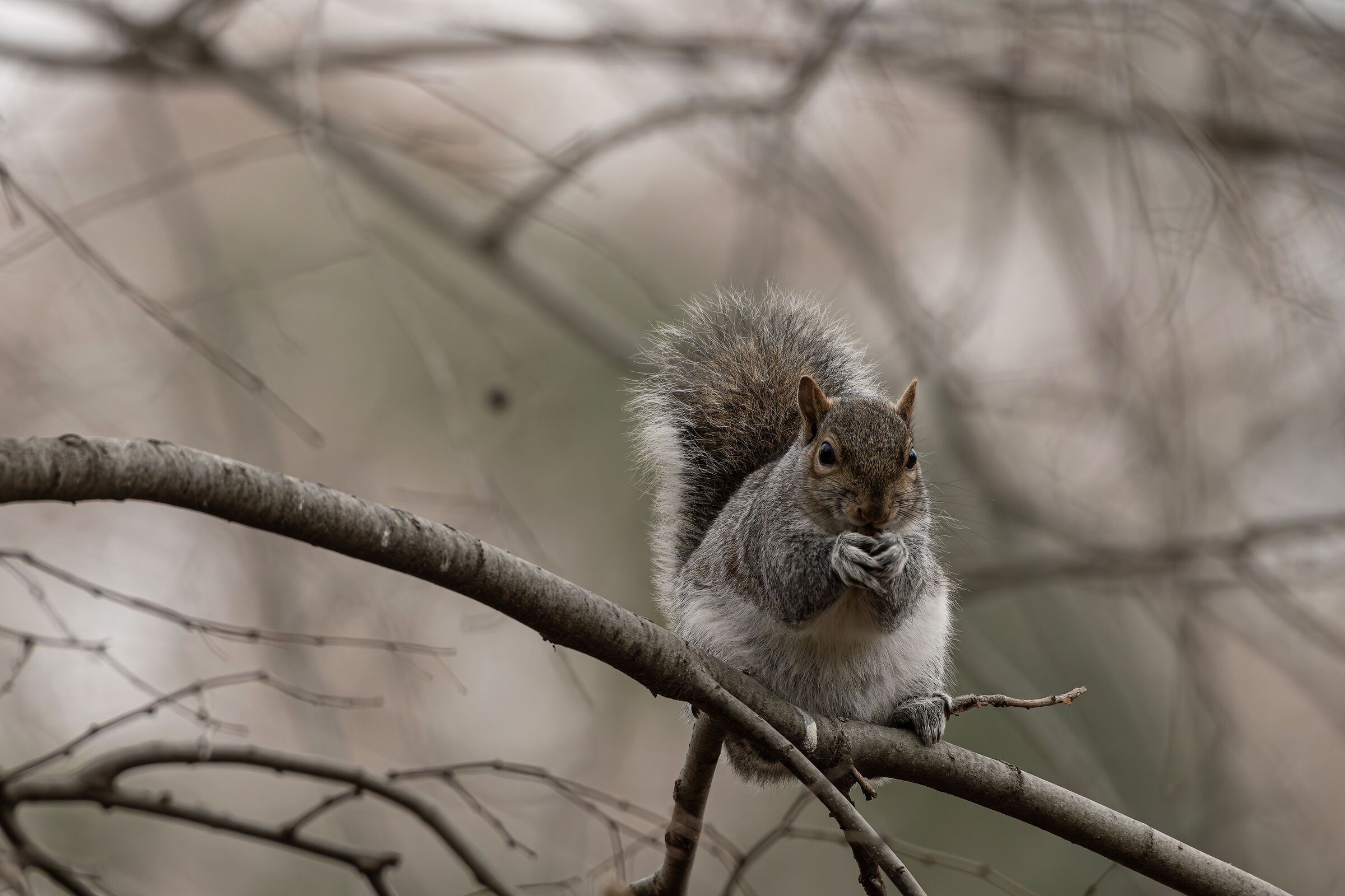 North American Squirrel I