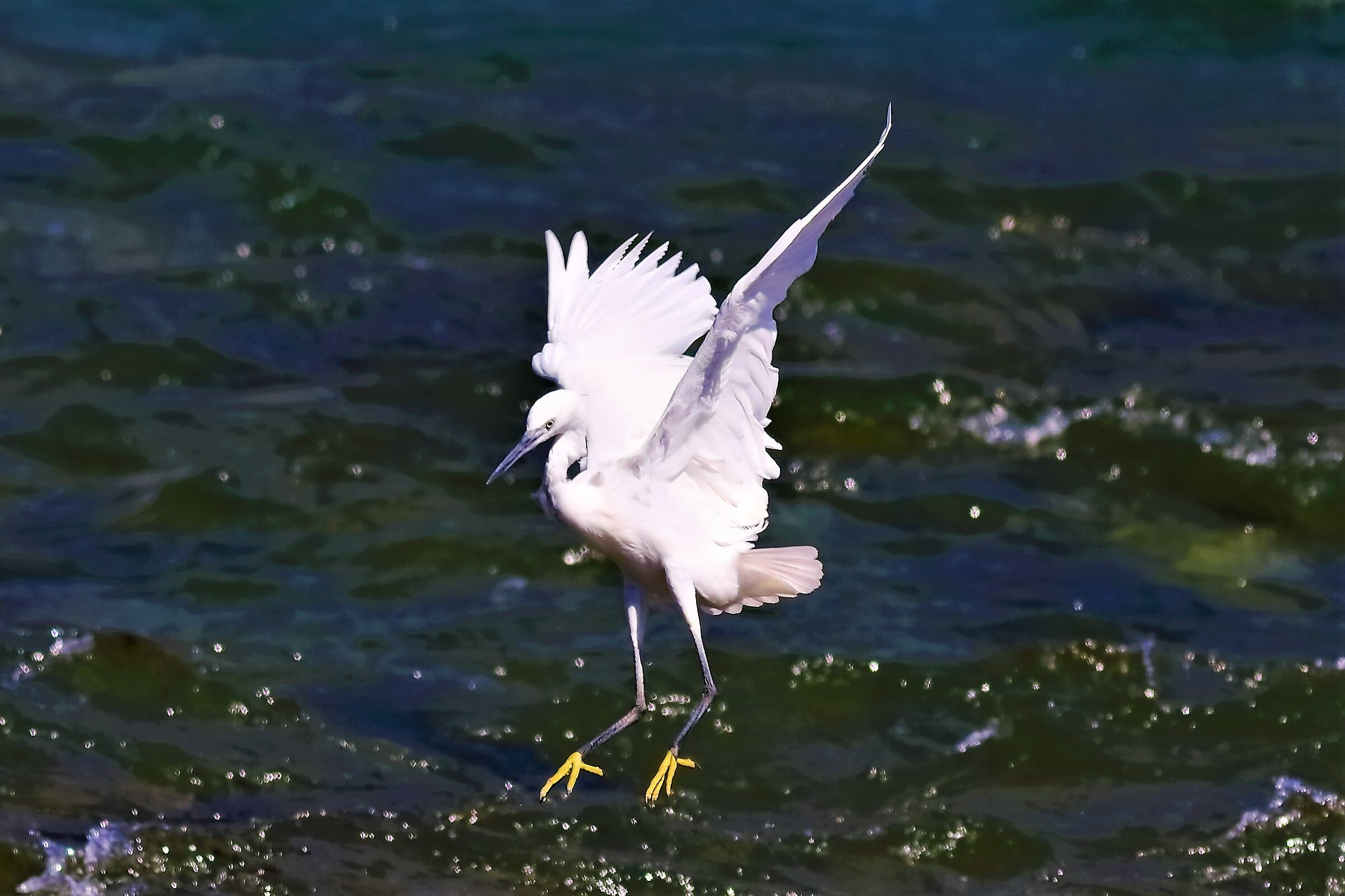 Little Egret 18-08-2023