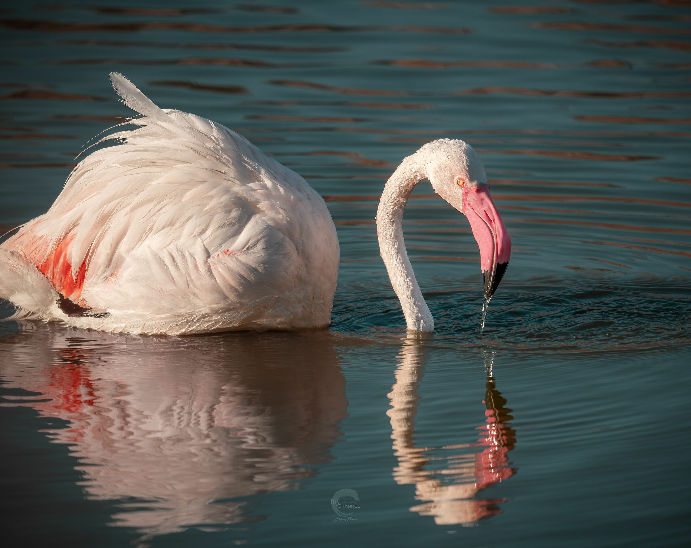 Flamingo at Molentargius Park