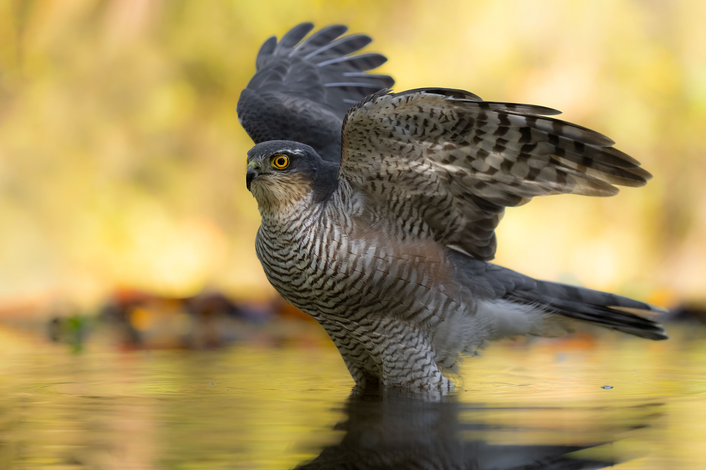Sparrowhawk (f)