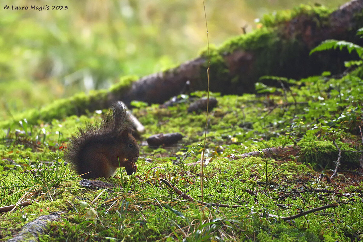 Silent presence in the undergrowth