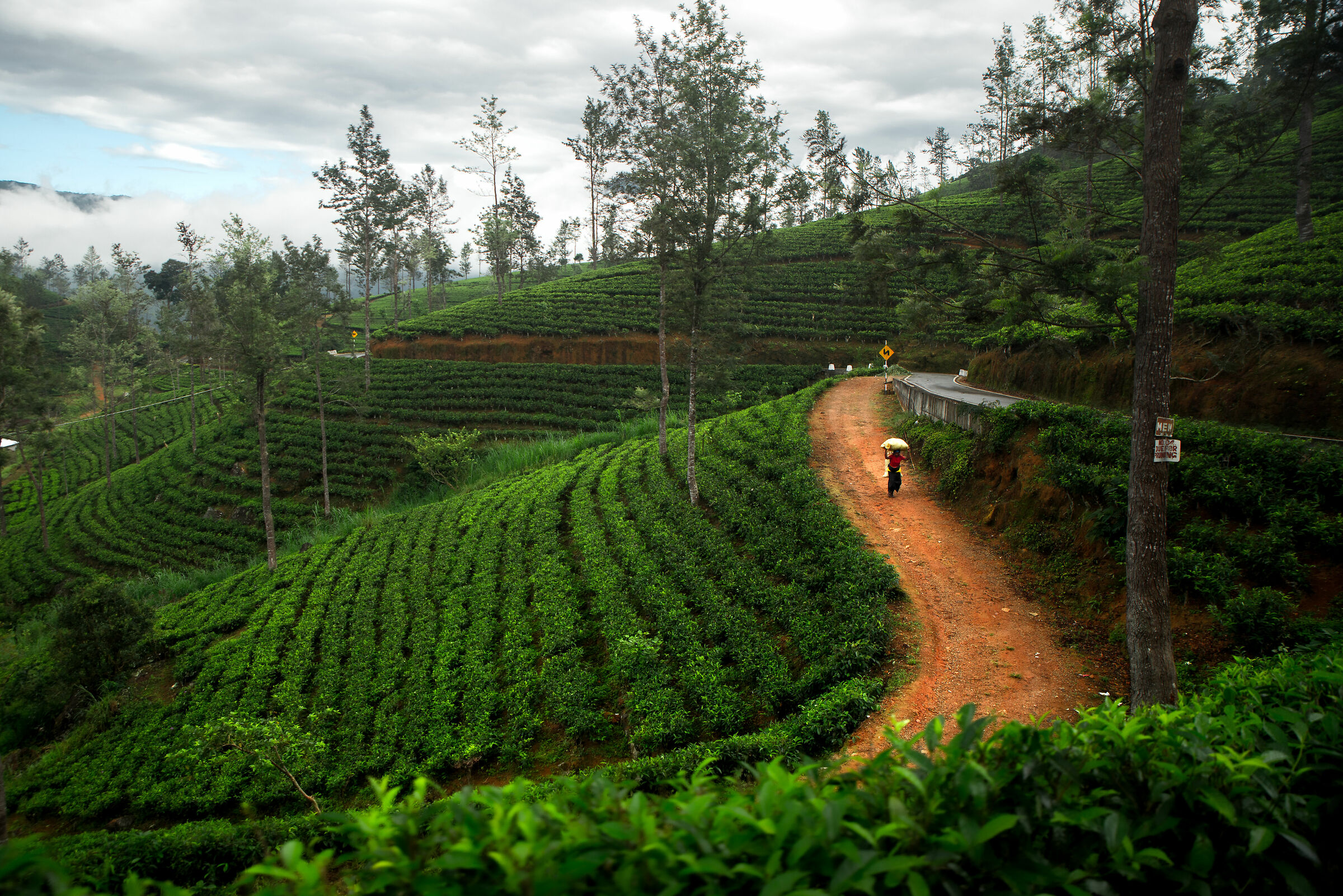 Tea Hill, Sri Lanka, nei pressi di Maskelya