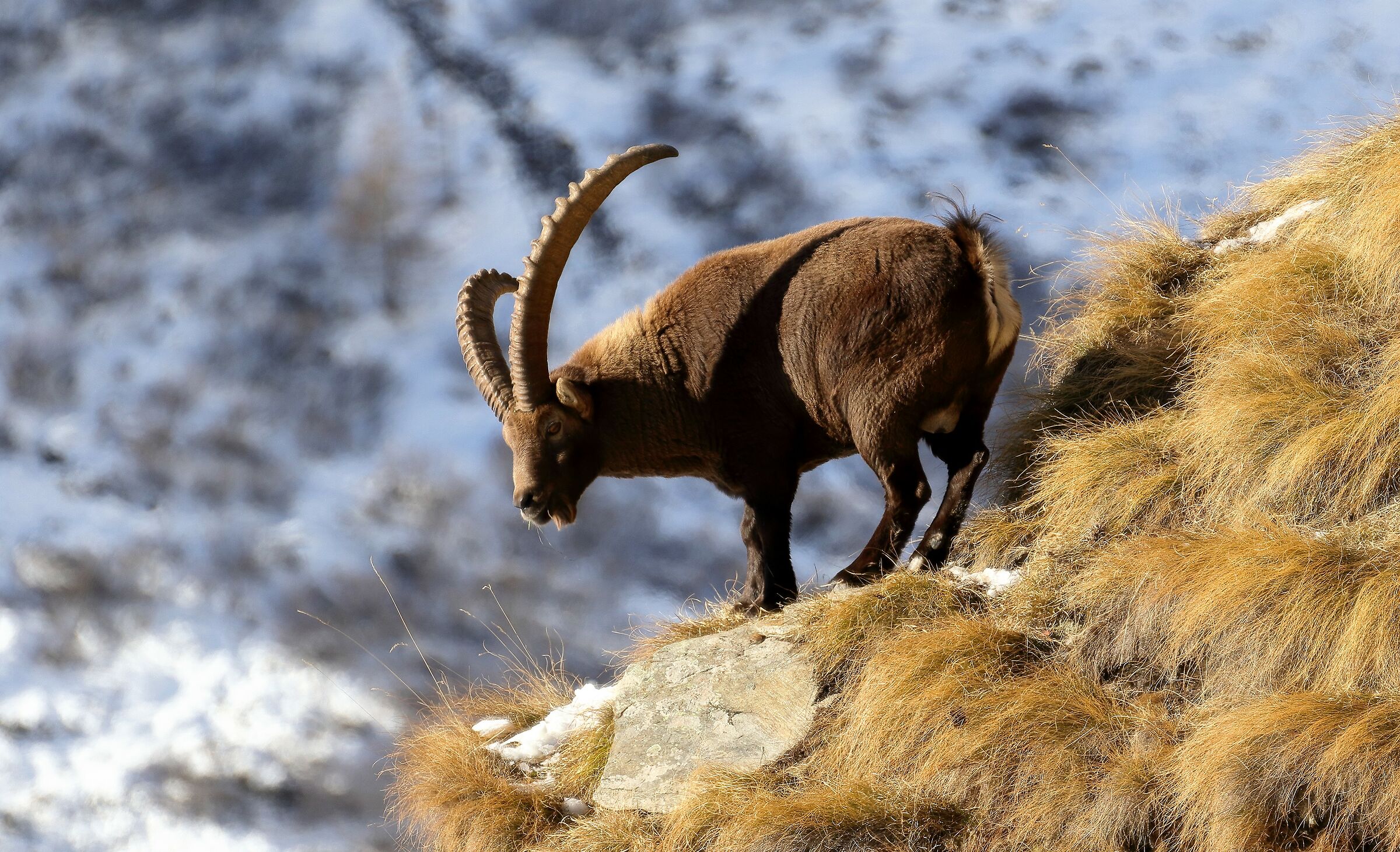 Capra ibex L.
