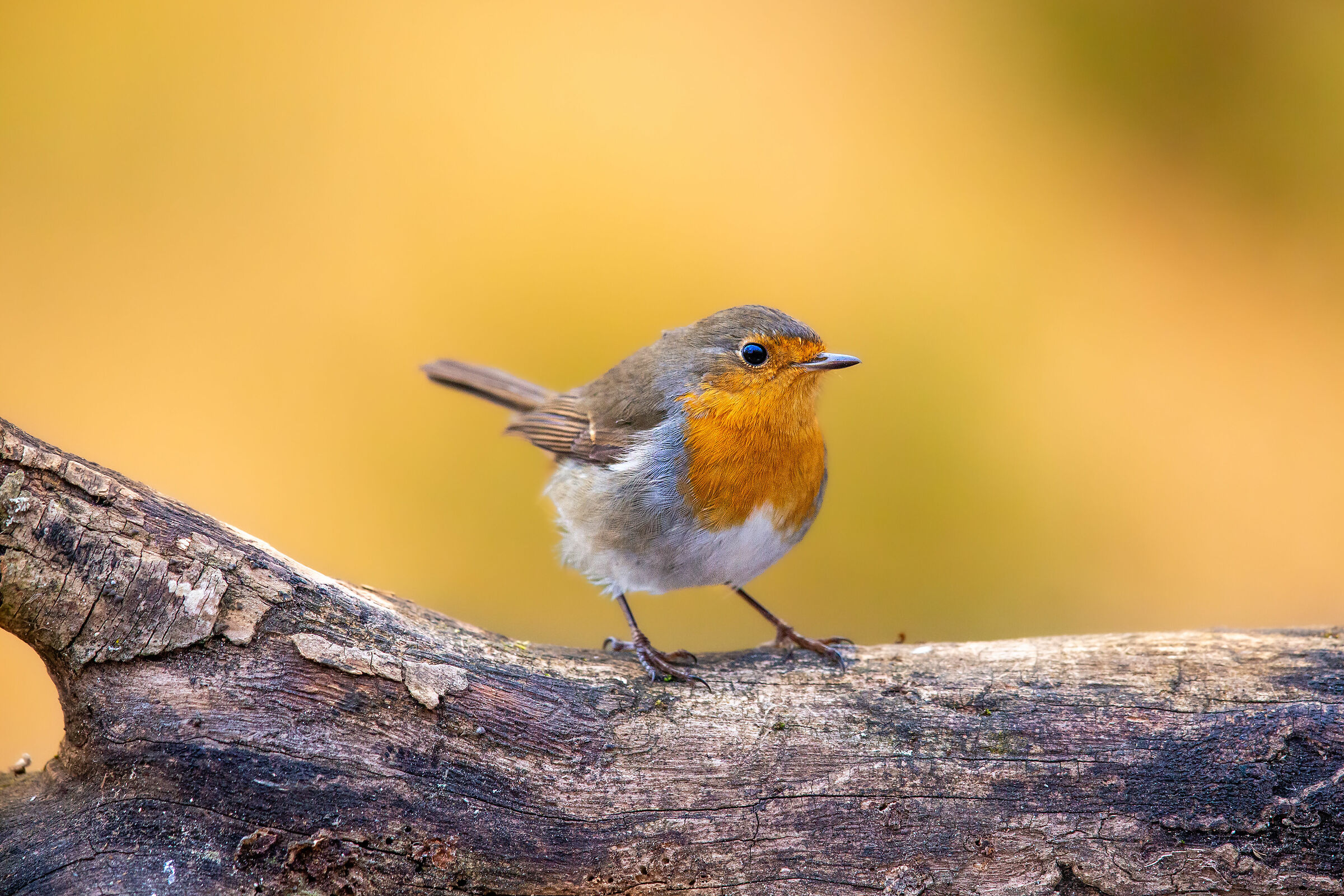 Il Dolcissimo Pettirosso