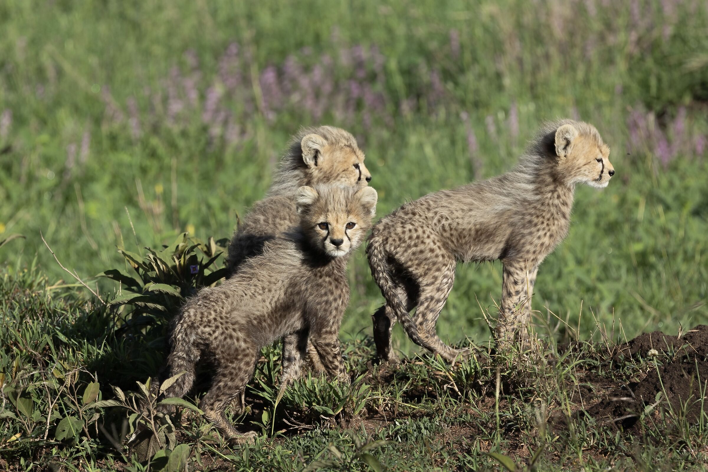 Where's Mommy?