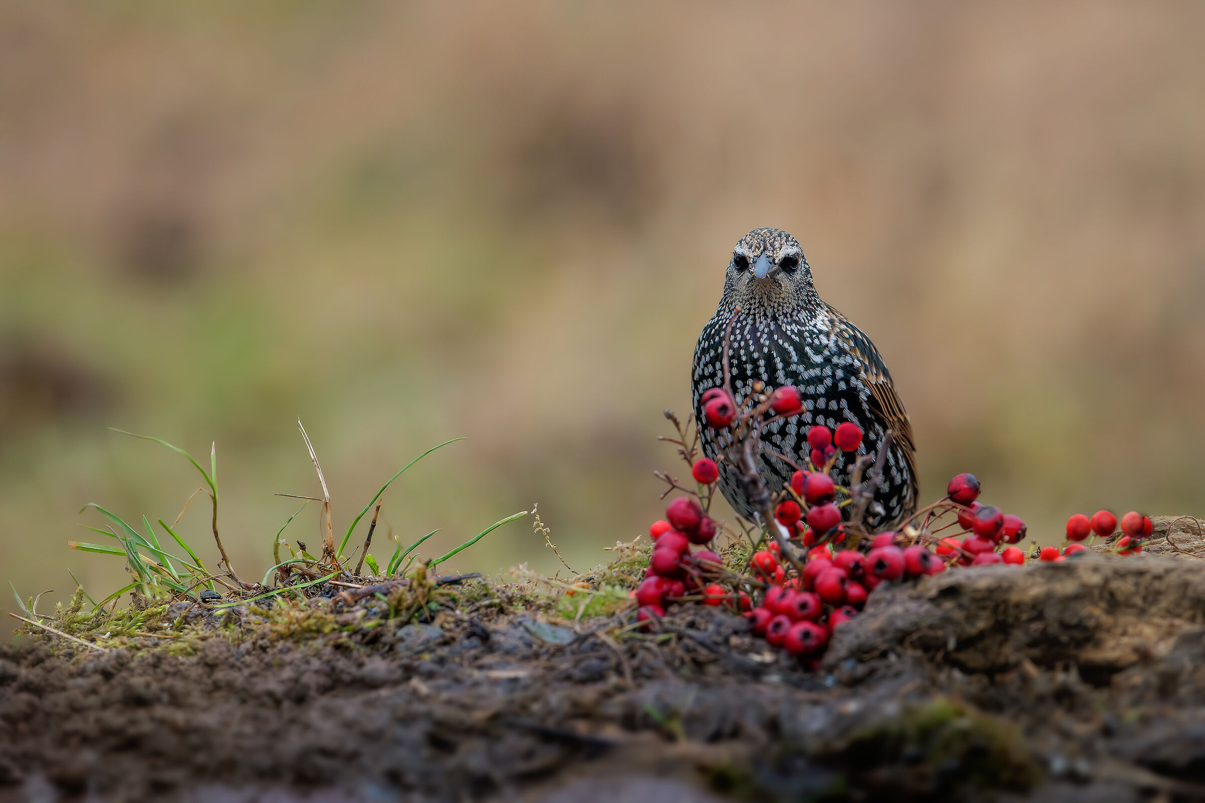 Reversal #capannocora