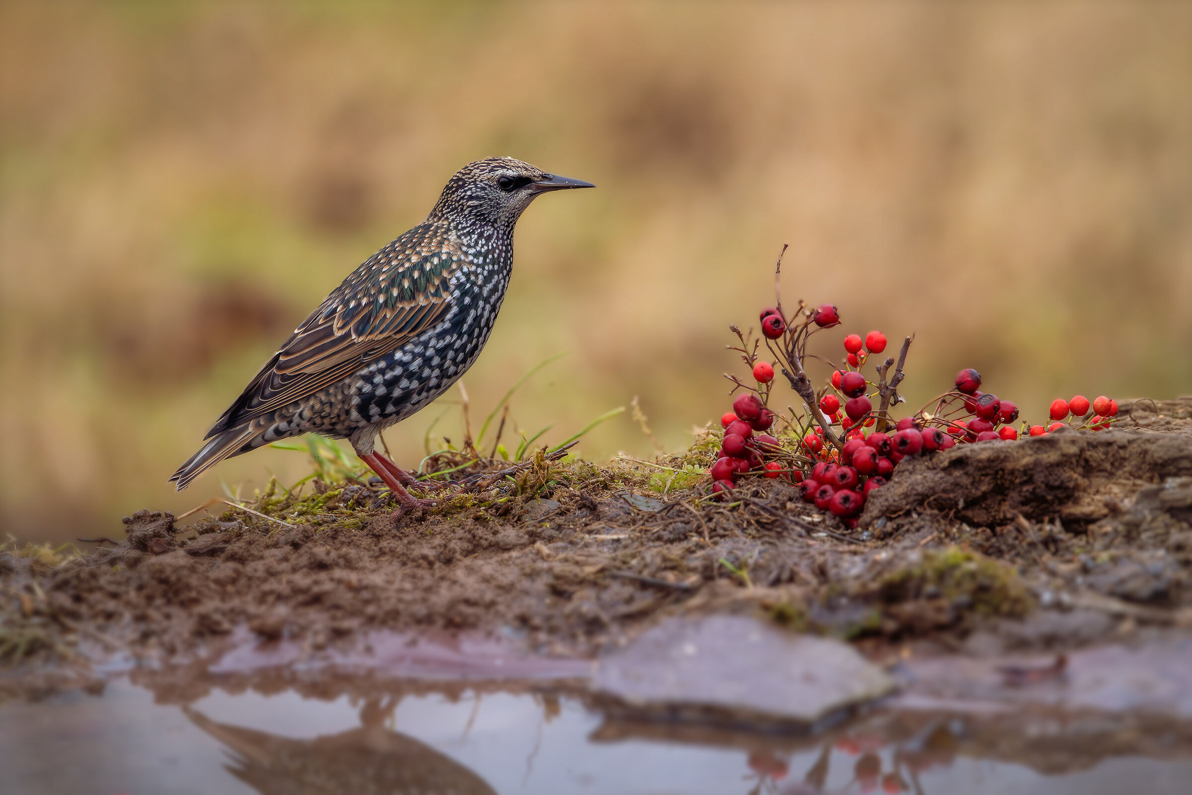 Reversal #capannocora