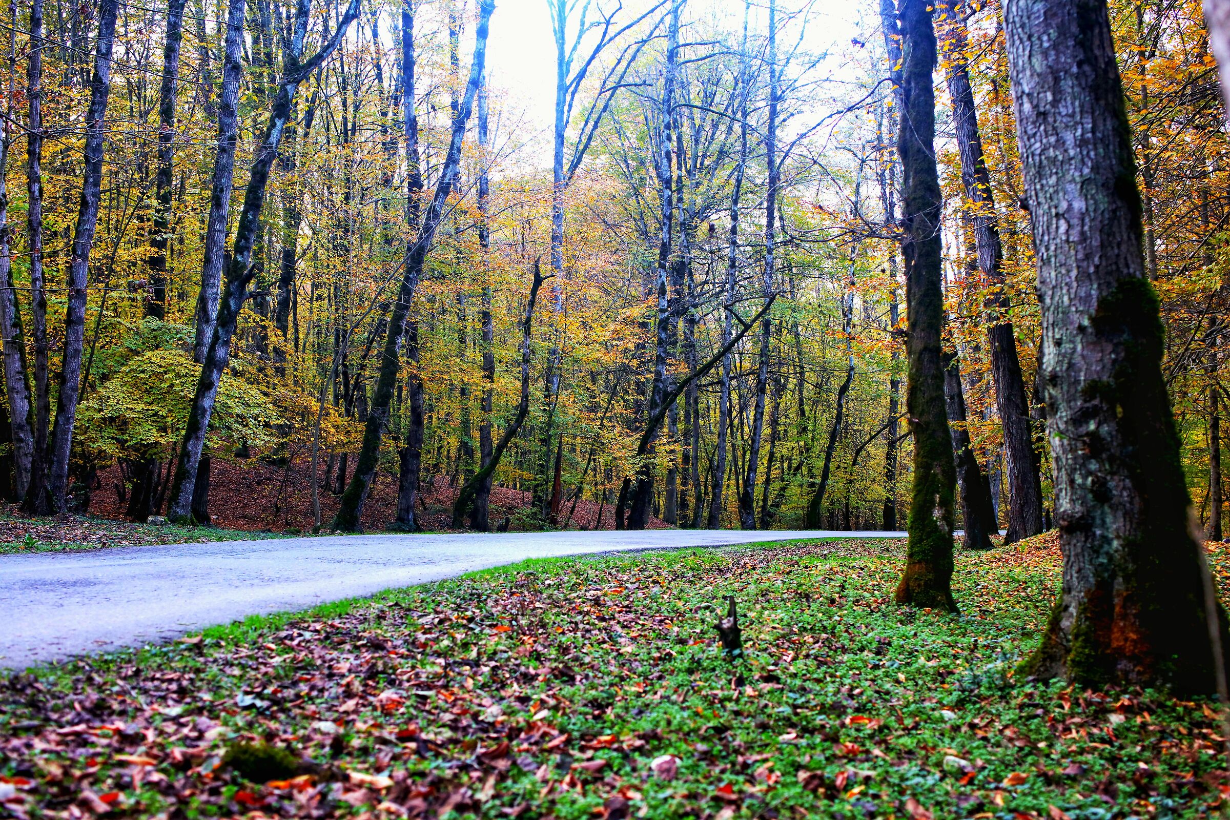 Obiettivo Canon 5dsr 45 mm Tamron F 1.8