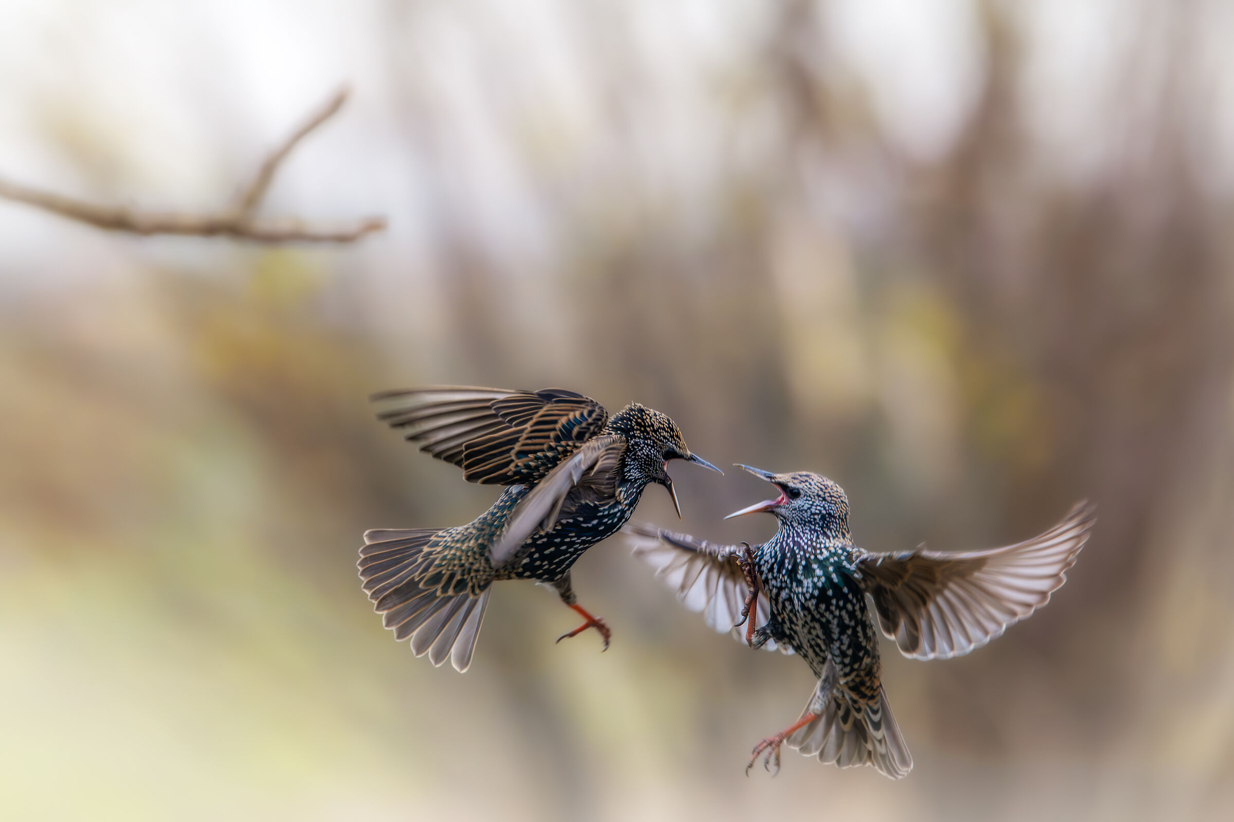 Reversal #capannocora