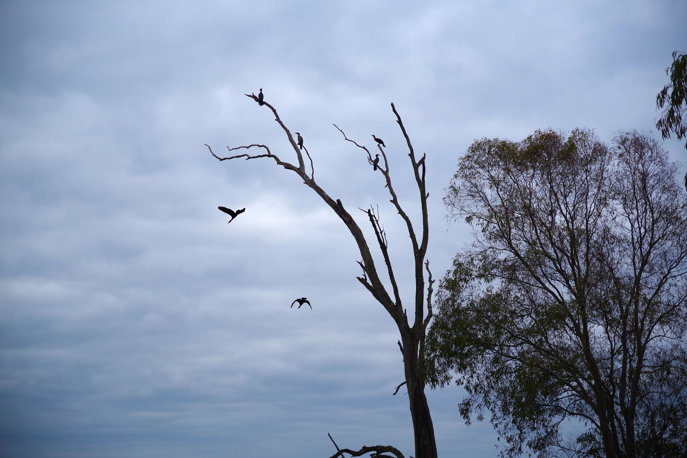 Lago di Fogliano (Latina)