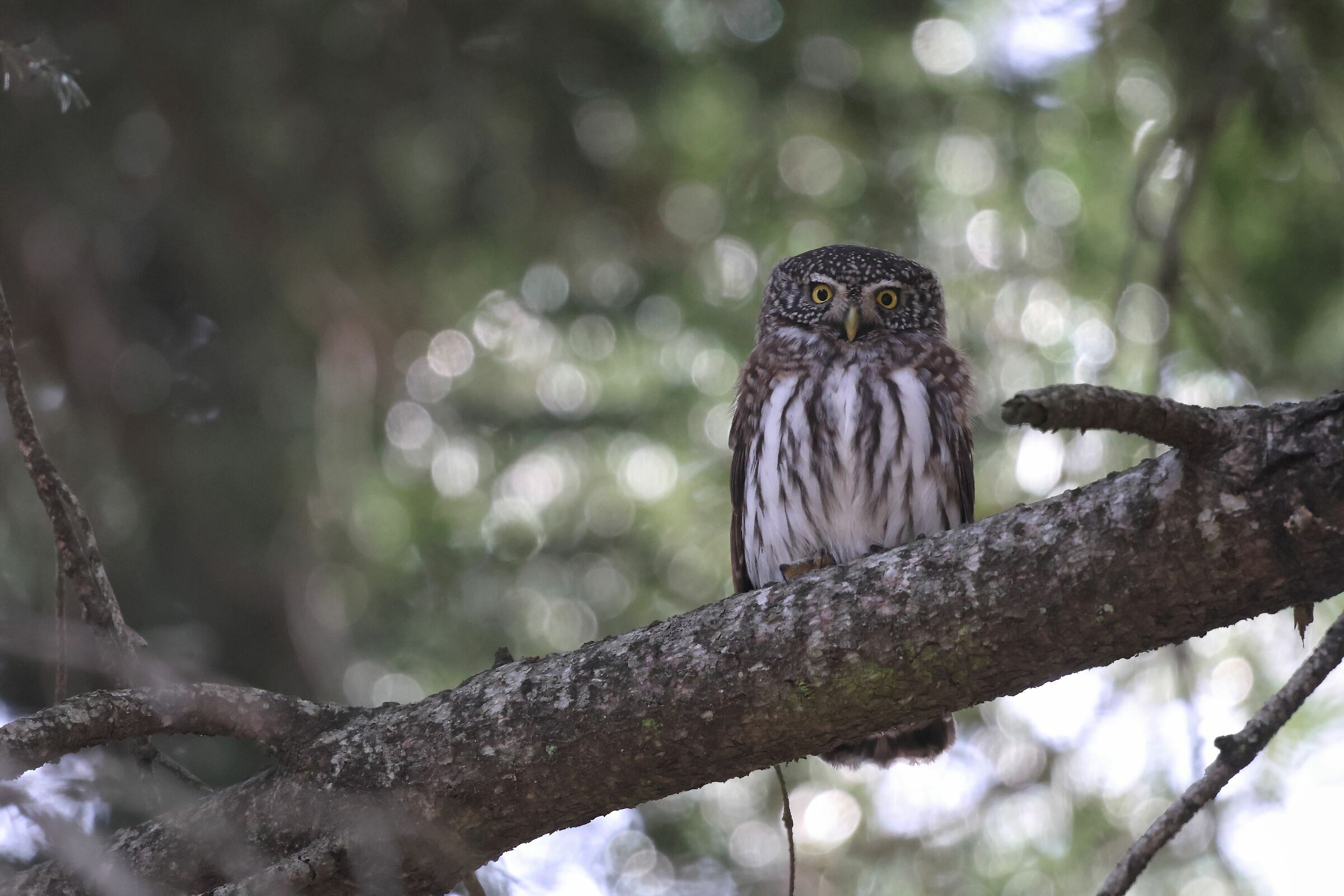 The sentinel of the woods... The Dwarf Owl