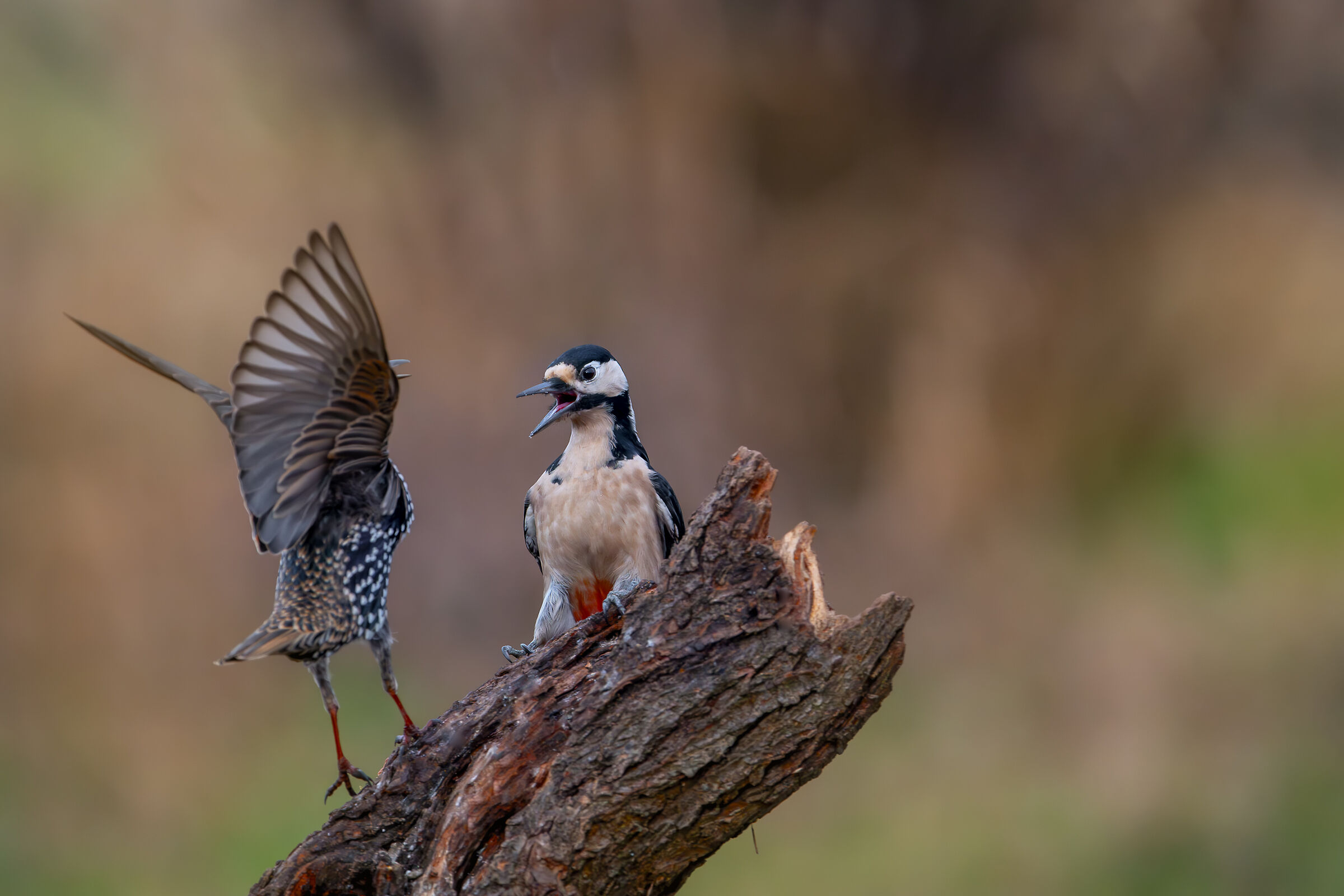 Spotted woodpecker and starling #capannocora