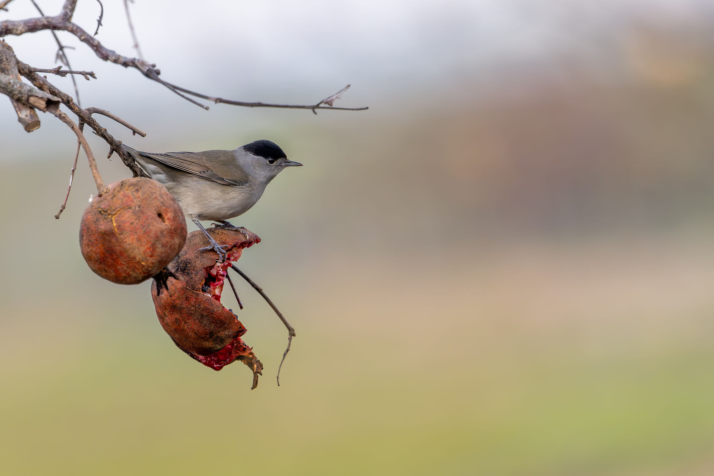 Male Blackcap #capannocora