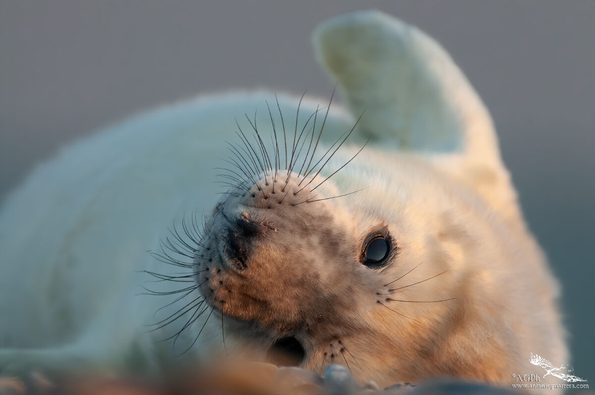 Sweetness - Grey Seal