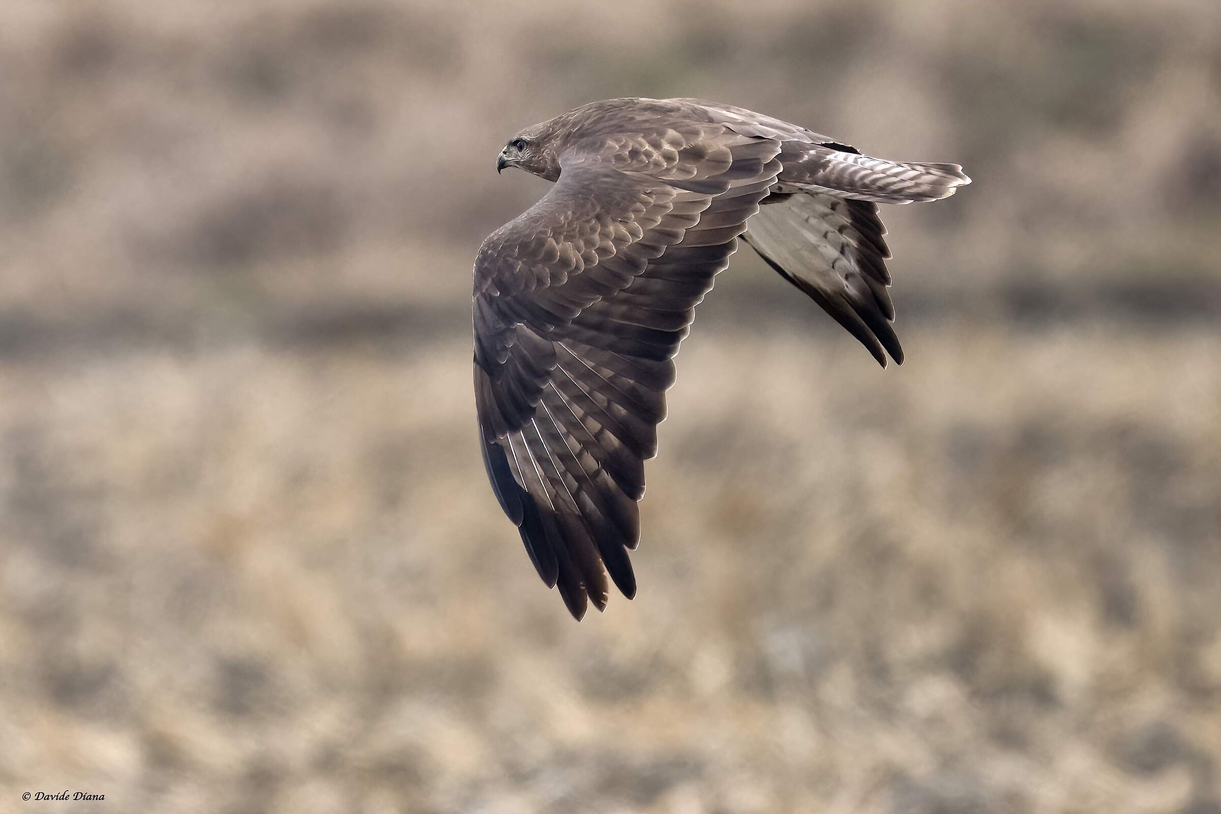 Buzzard
