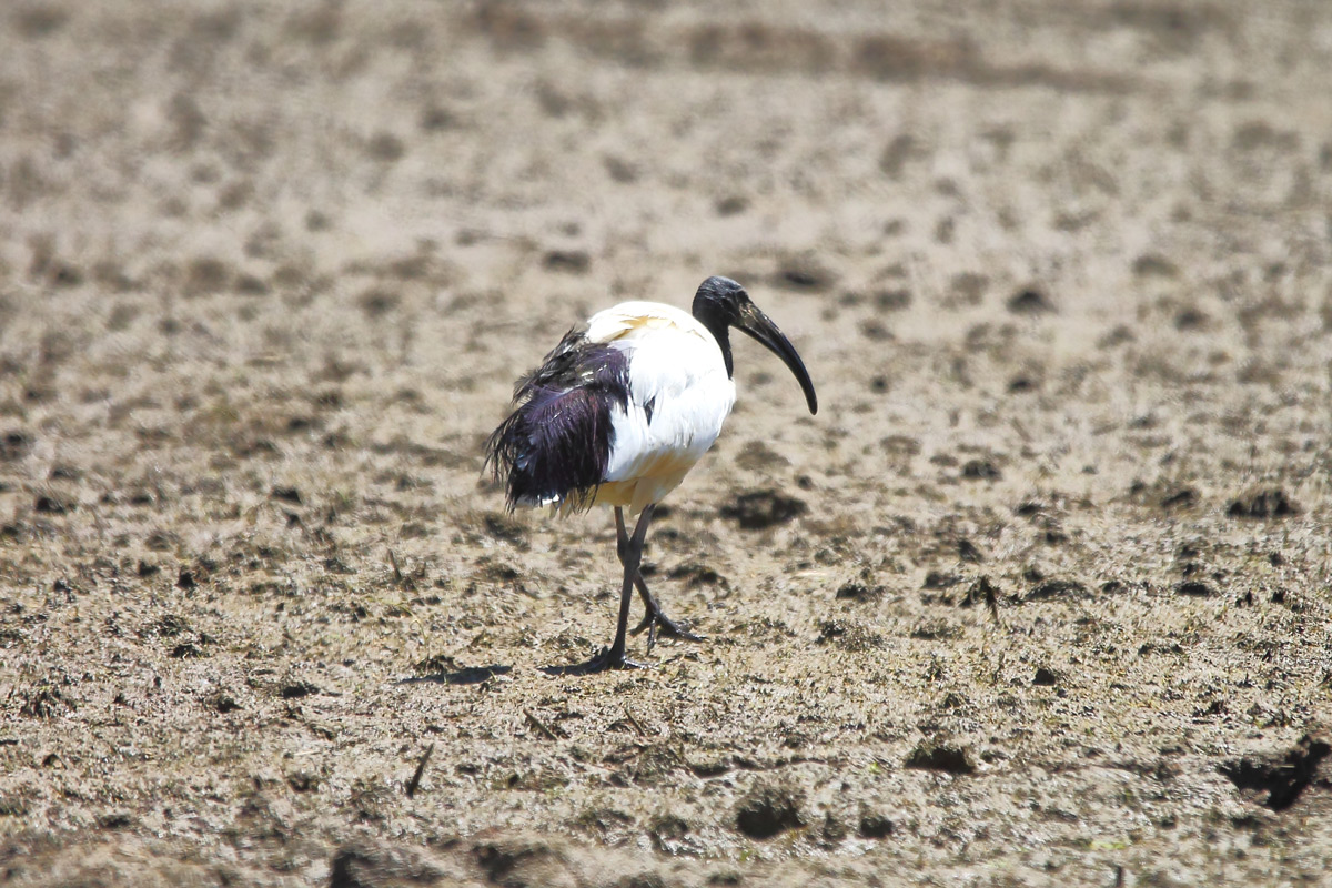 Sacred Ibis