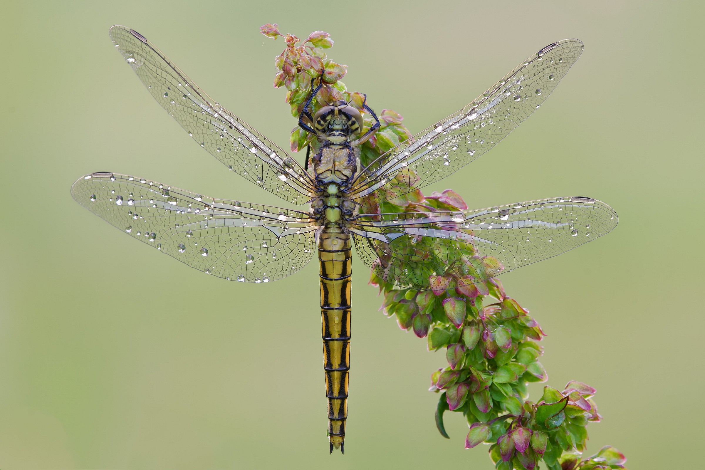 Orthetrum cancellatum